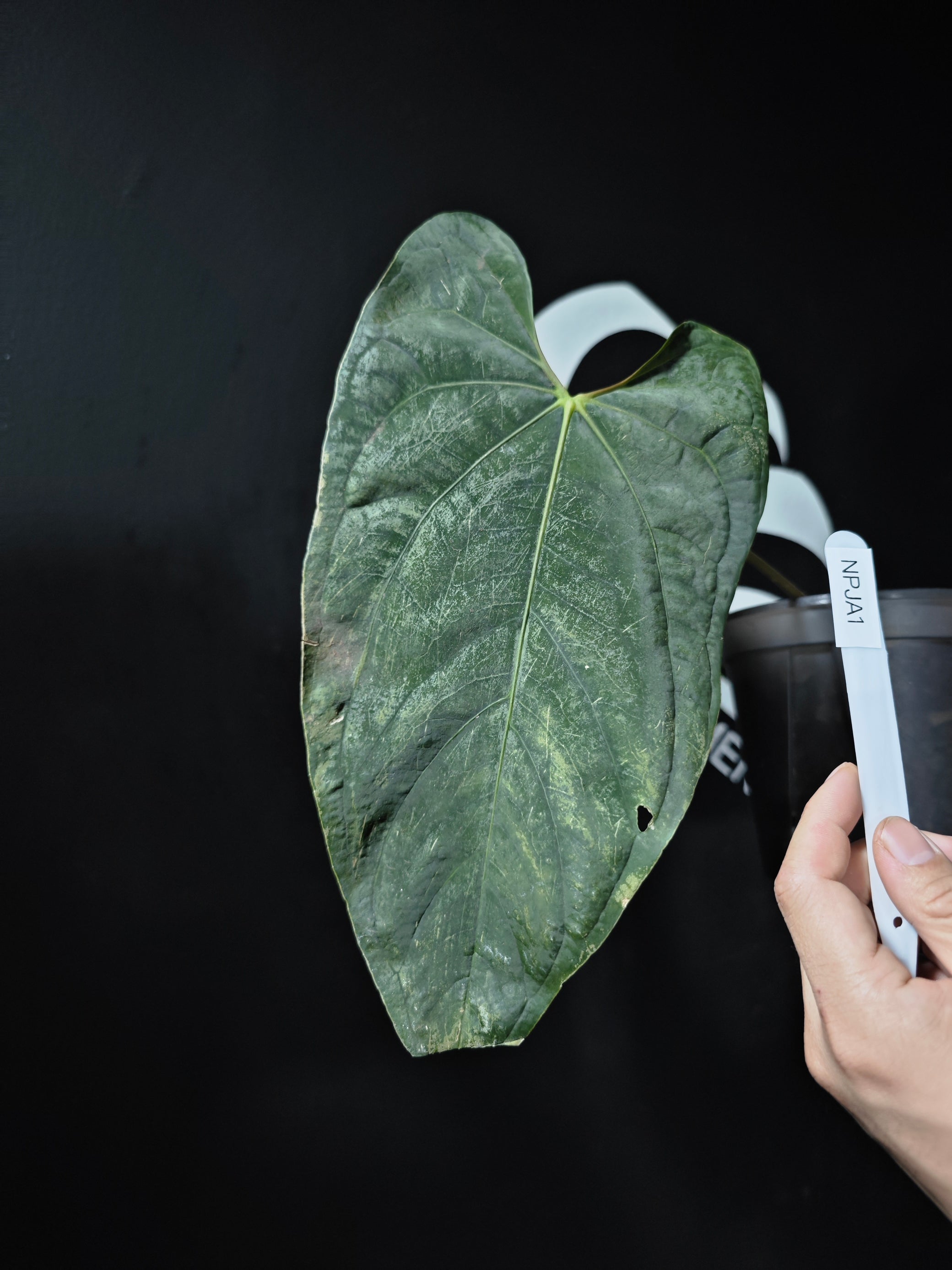 anthurium papililaminum Anthurium Papilliaminum JV FSRL (Clone) Premier Selected