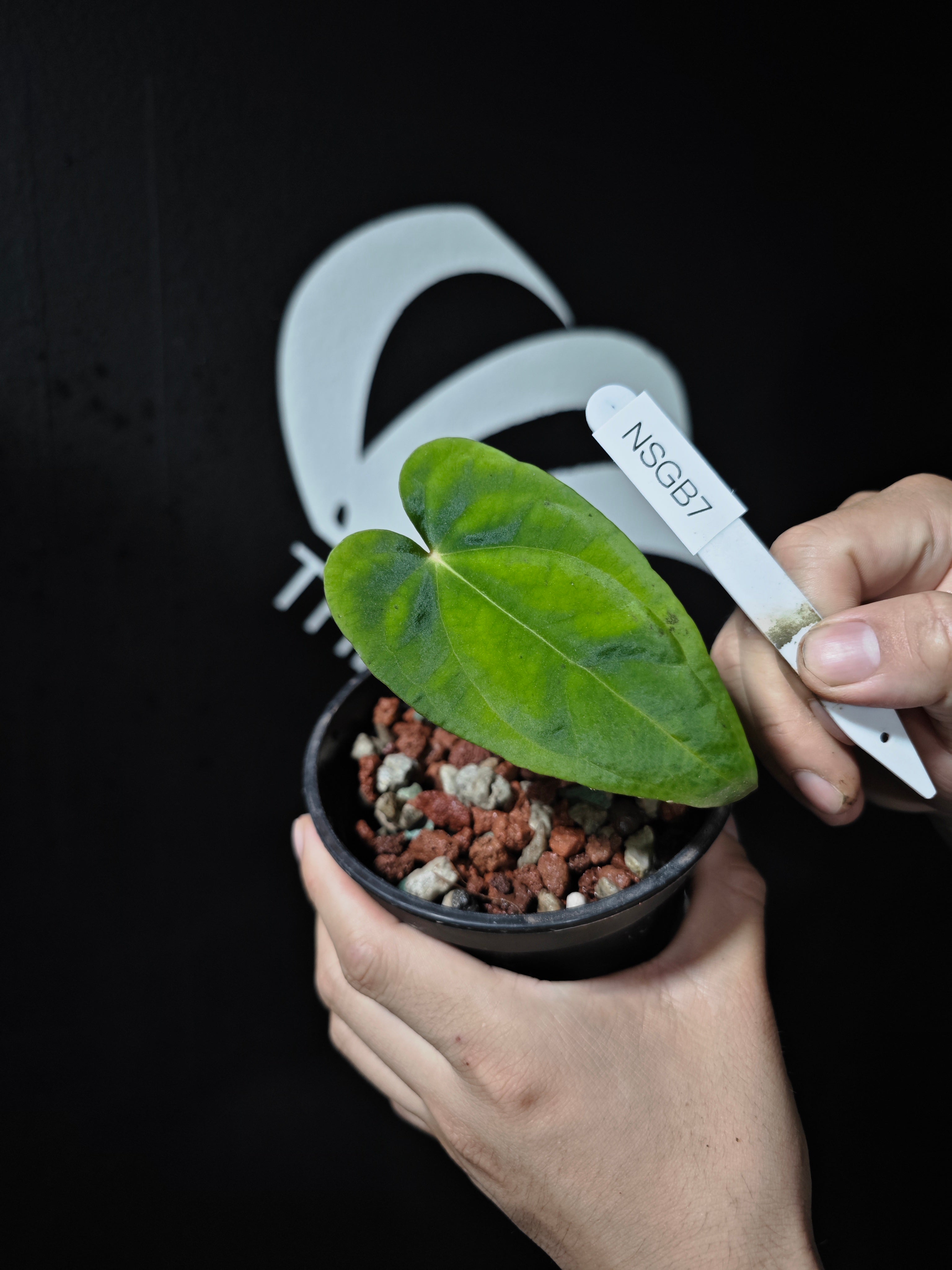 Anthurium Papilliaminum Variegated X Subsignatum Seeding