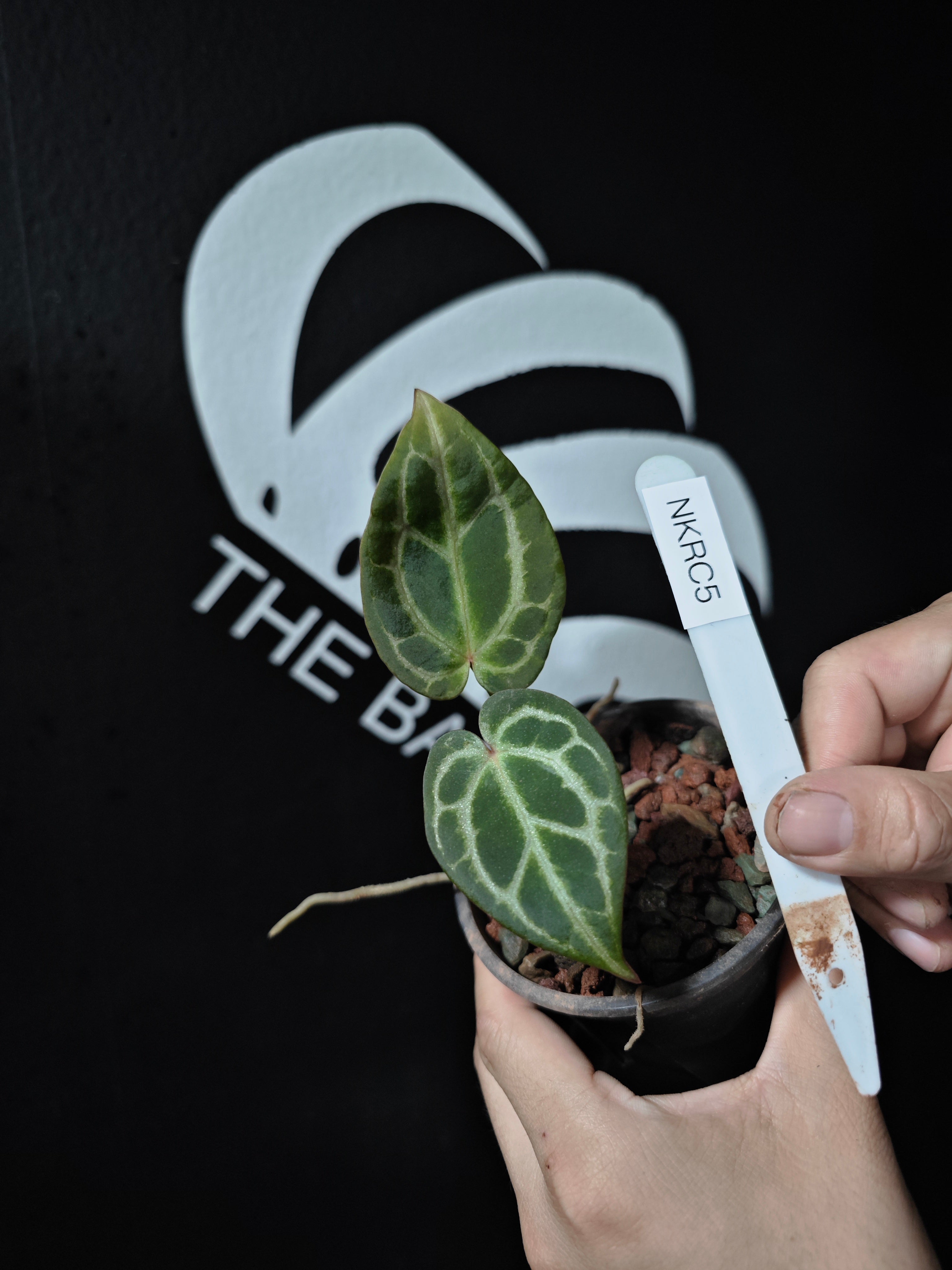 た*き様 アンスリウム King of Spades x Red Crystal Anthurium 