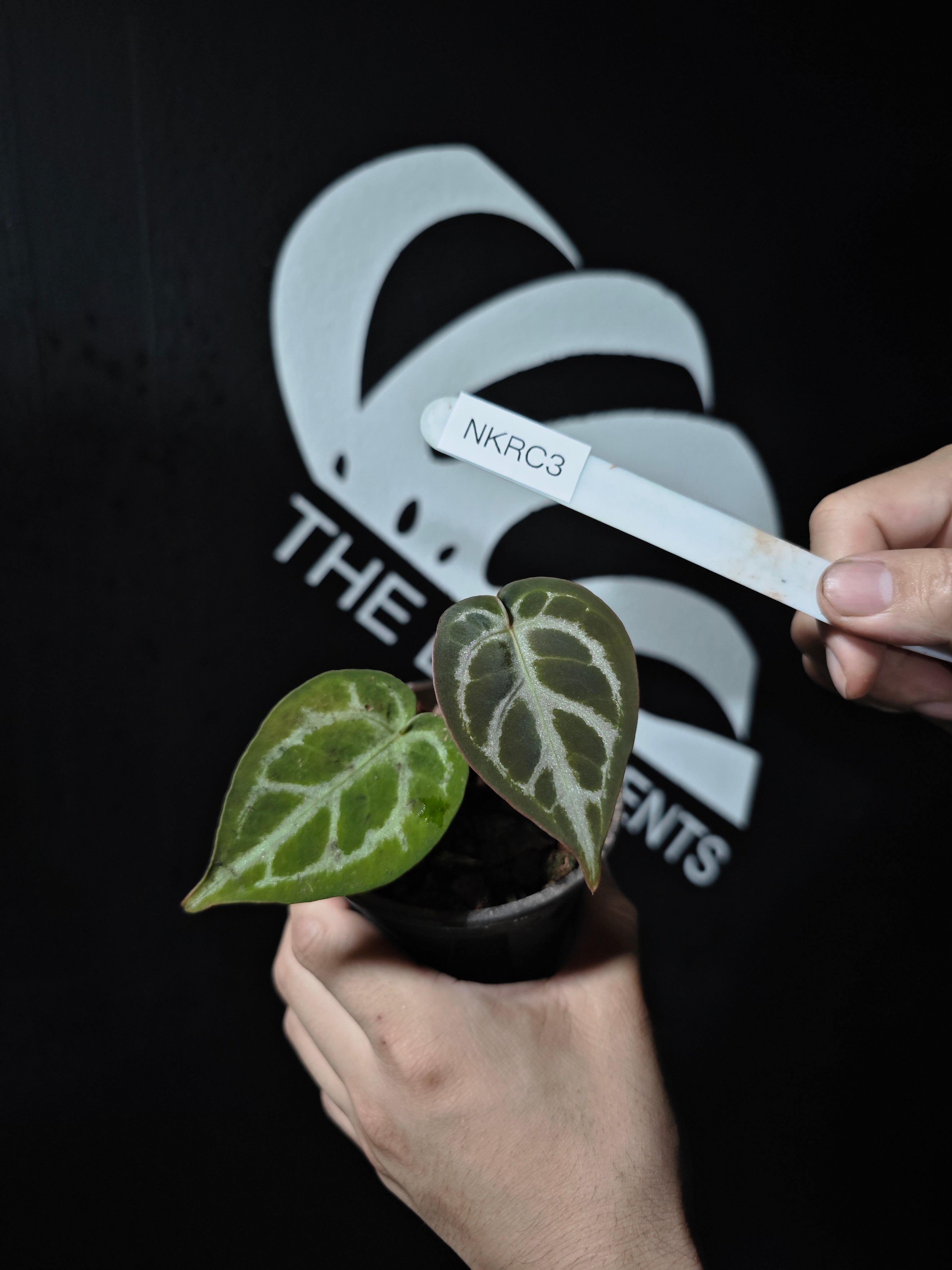 た*き様 アンスリウム King of Spades x Red Crystal Anthurium 