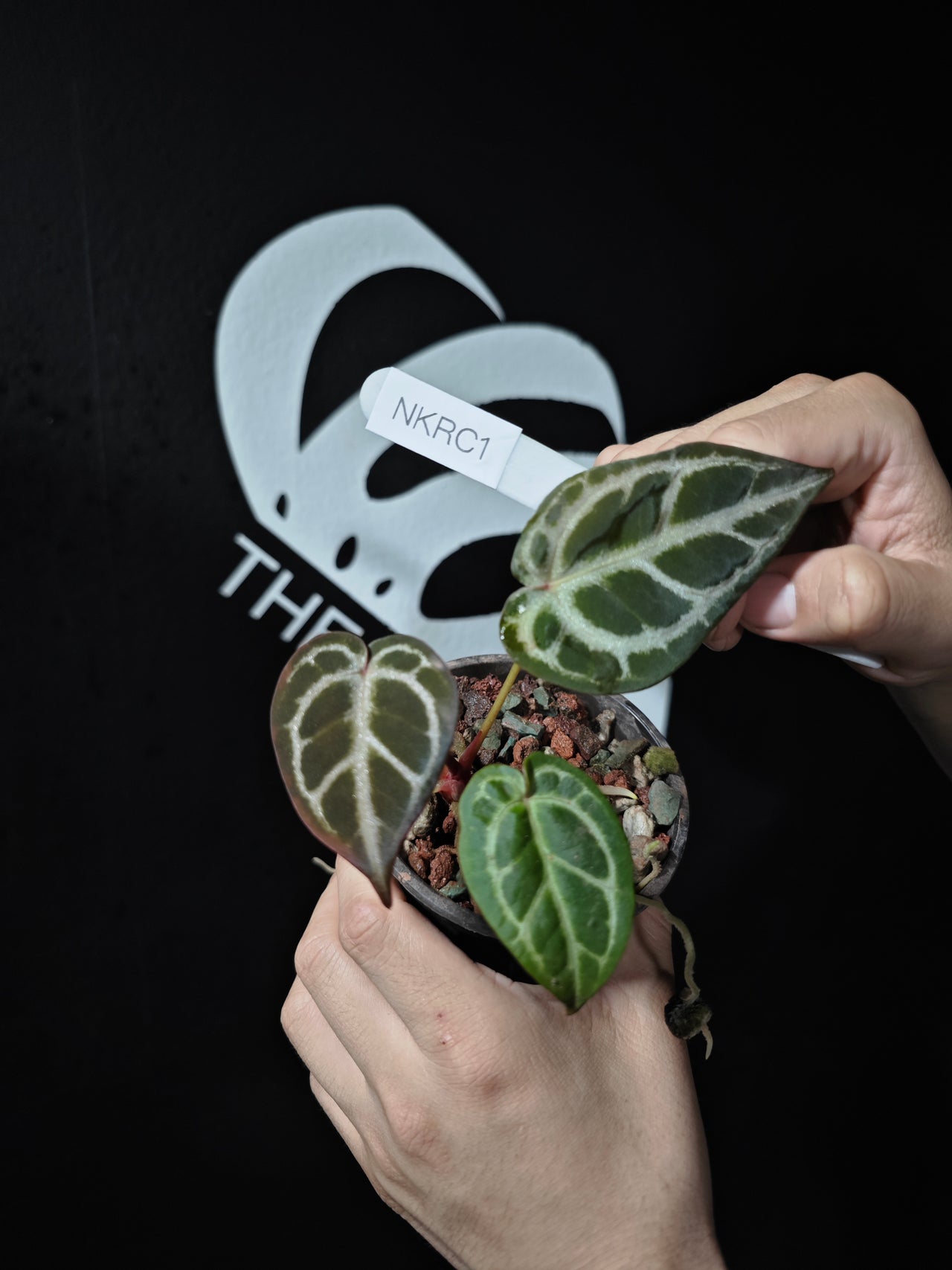 Anthurium King of Spades X Red Crystallinum S1 Seedling