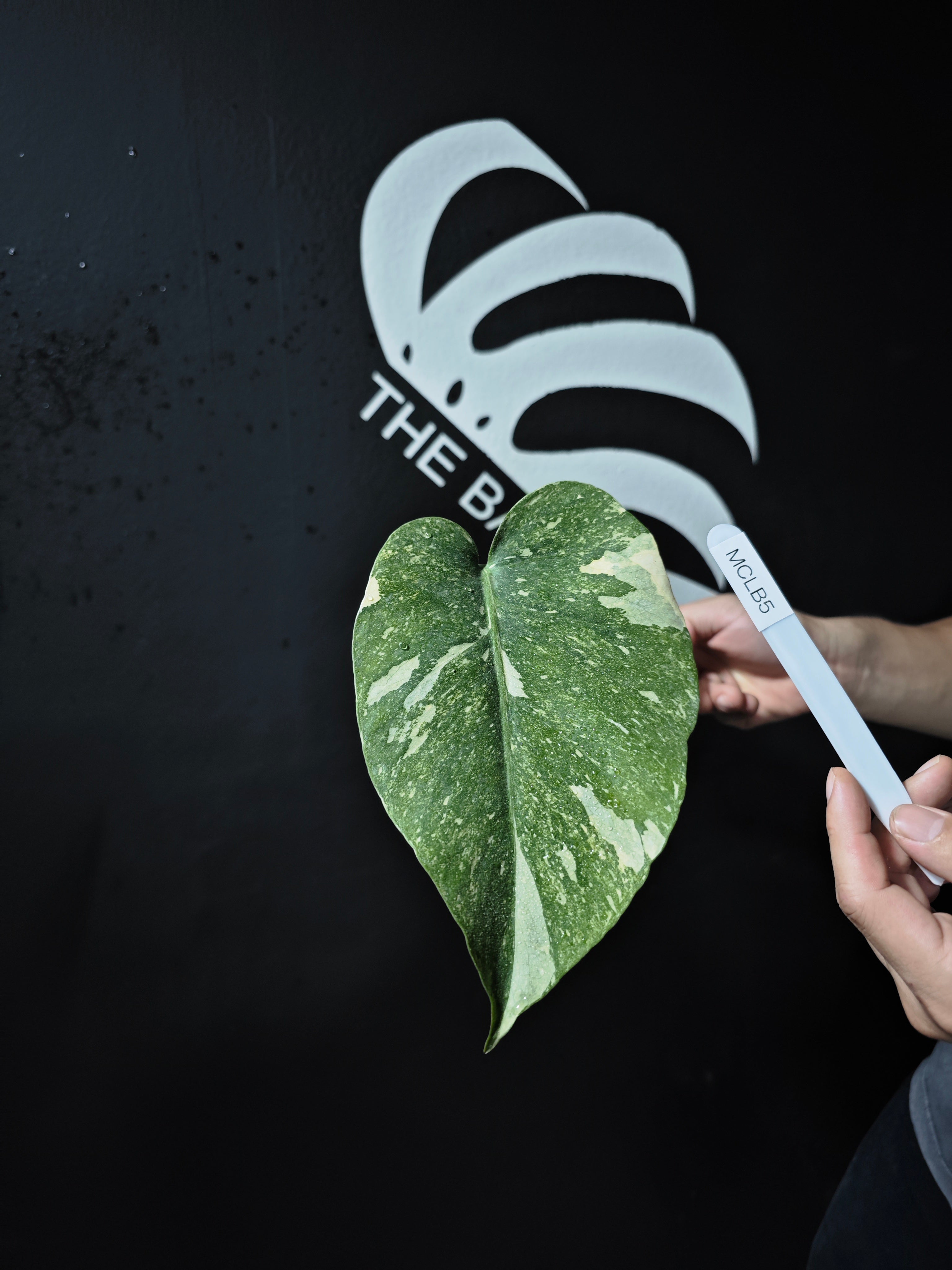 モンステラ・レガシー / Monstera 'Legacy'② 02」10月のラスト株！ Monstera Legacy Variegata モンステラ