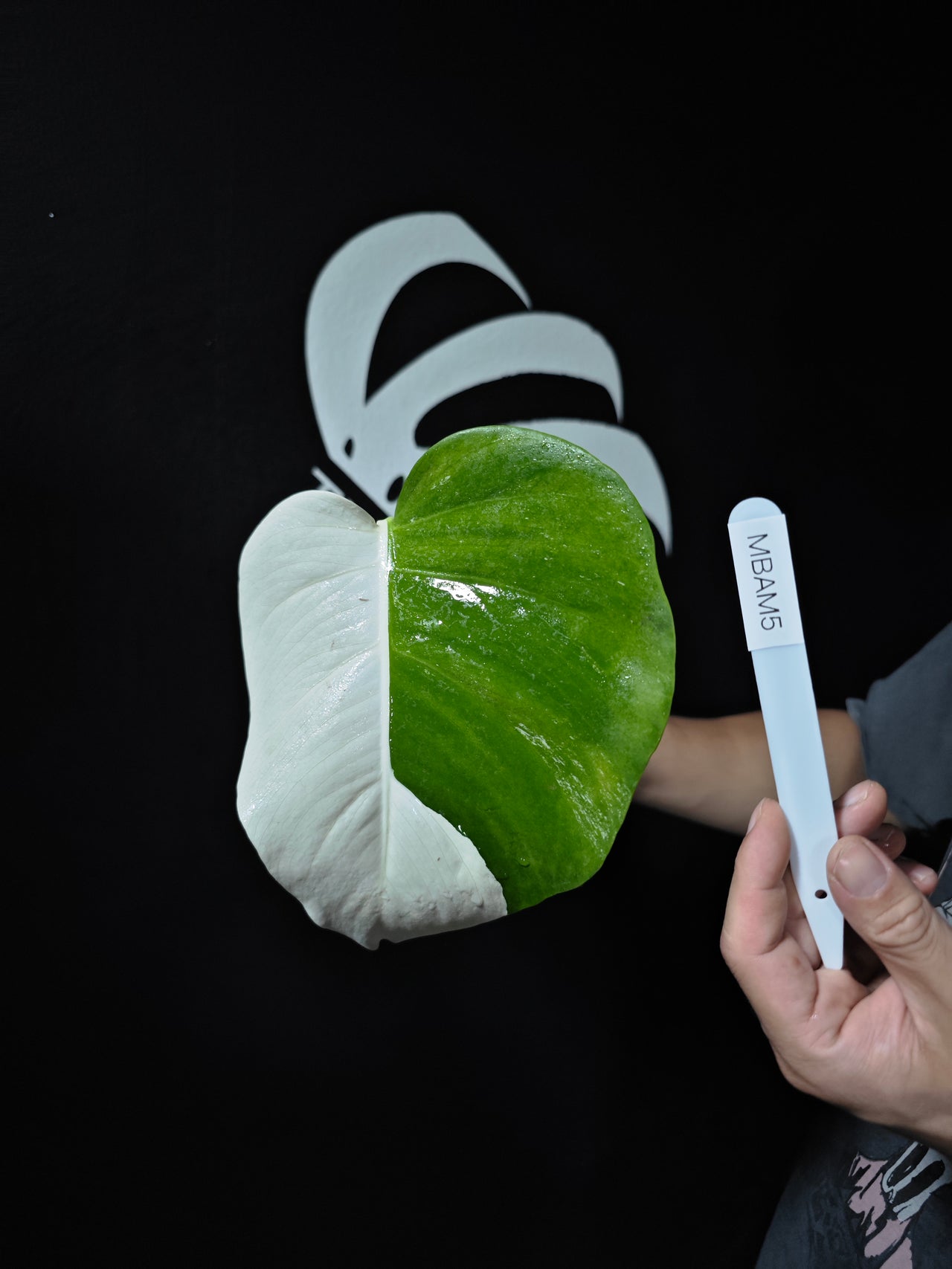 Monstera Borsigiana Albo