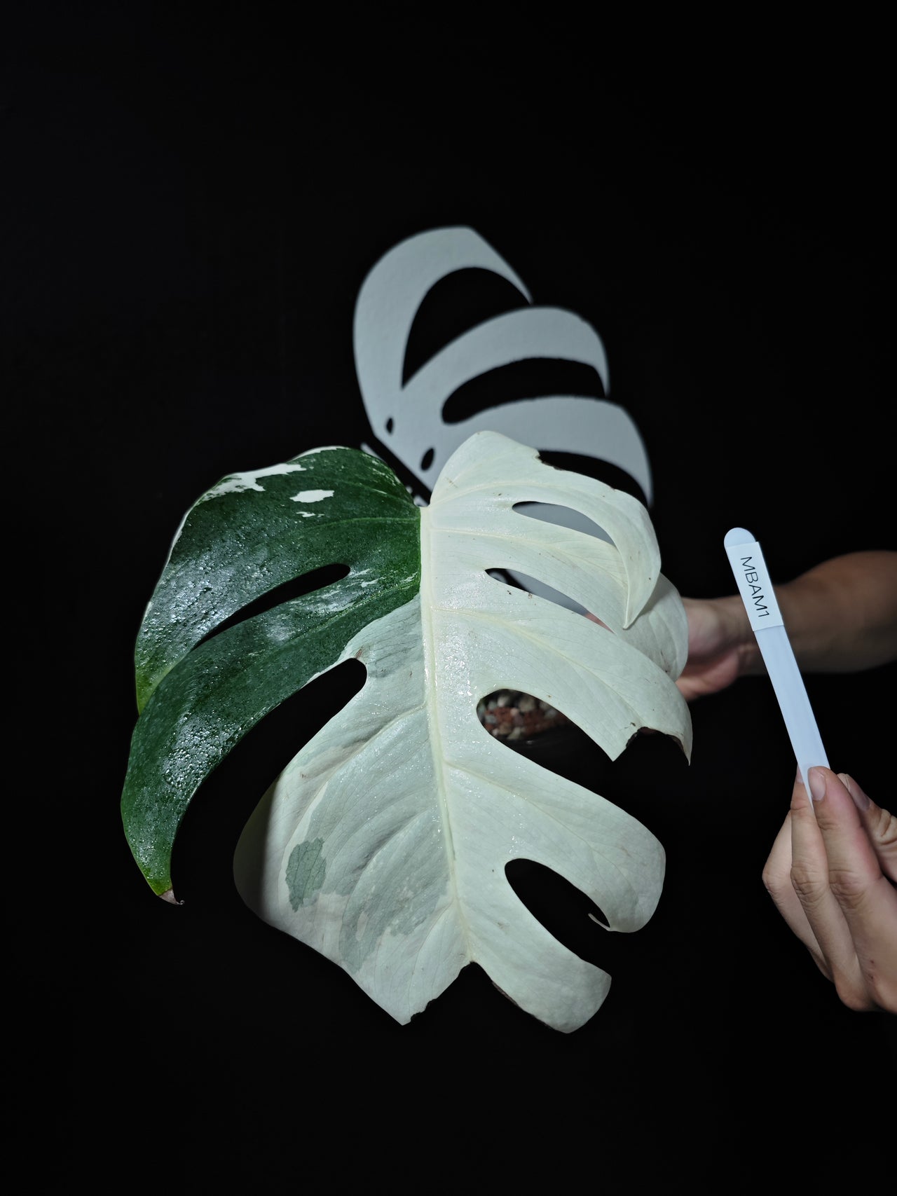 Monstera Borsigiana Albo - thebasements.us