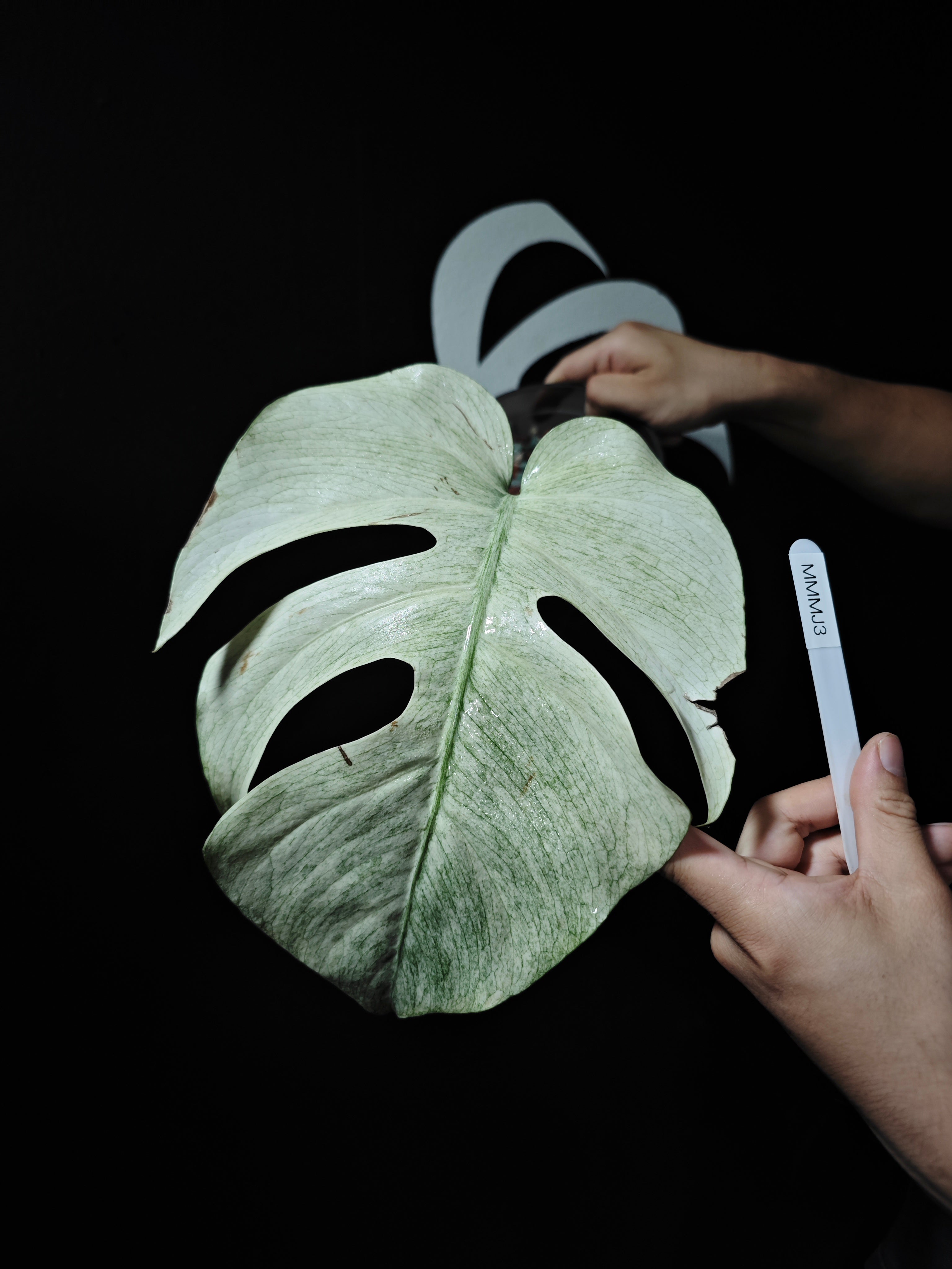 ワ*ル様 モンステラ フルミント Monstera Full Mint 斑入り モンステラ・ノイド・ミント・フルミント - thebasements.com