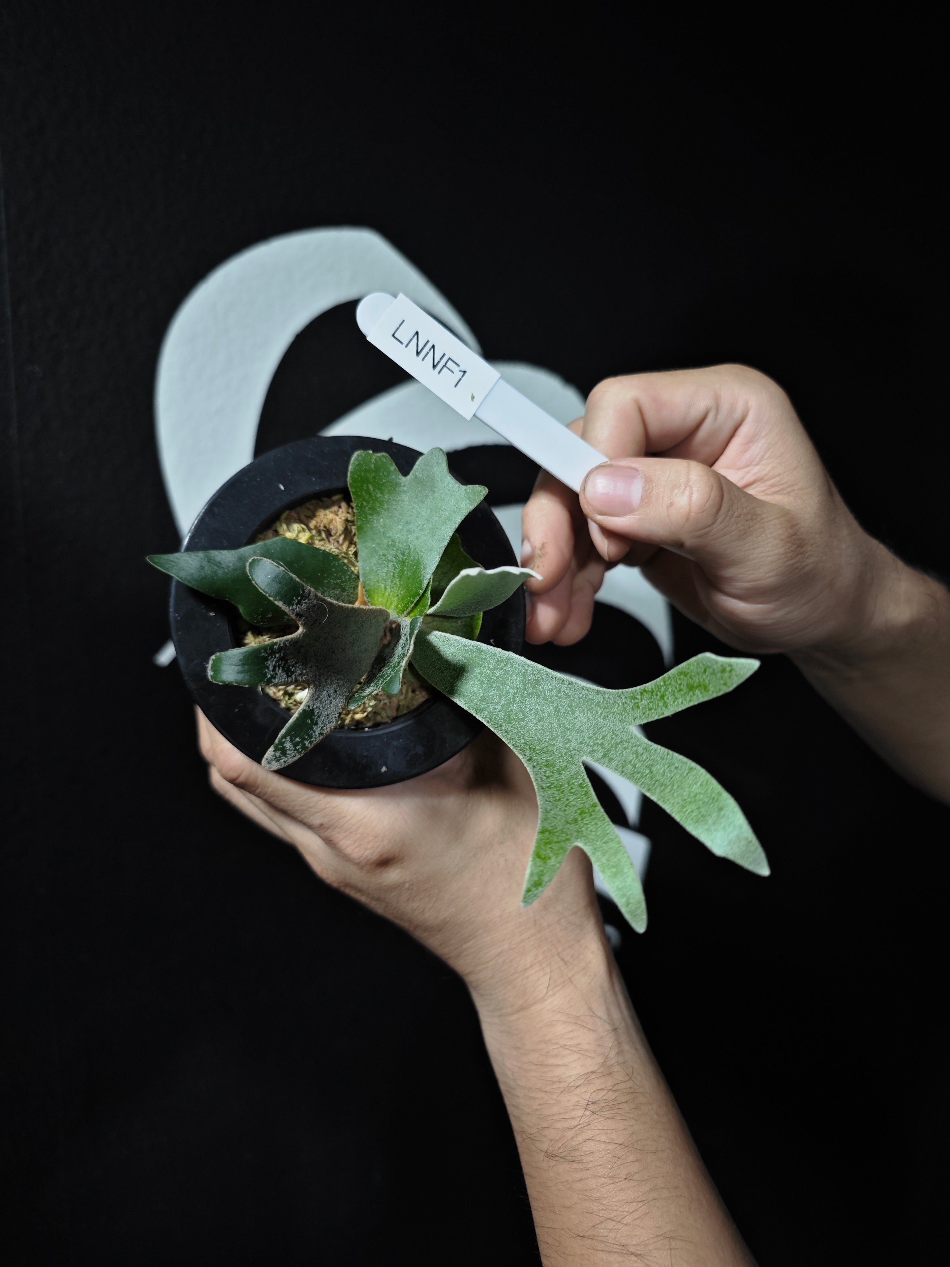 P.willinckii ’Nano’ spore　7 P.willinckii 'Nano' spore 7 P.Willinckii Yellow Moon Spore
