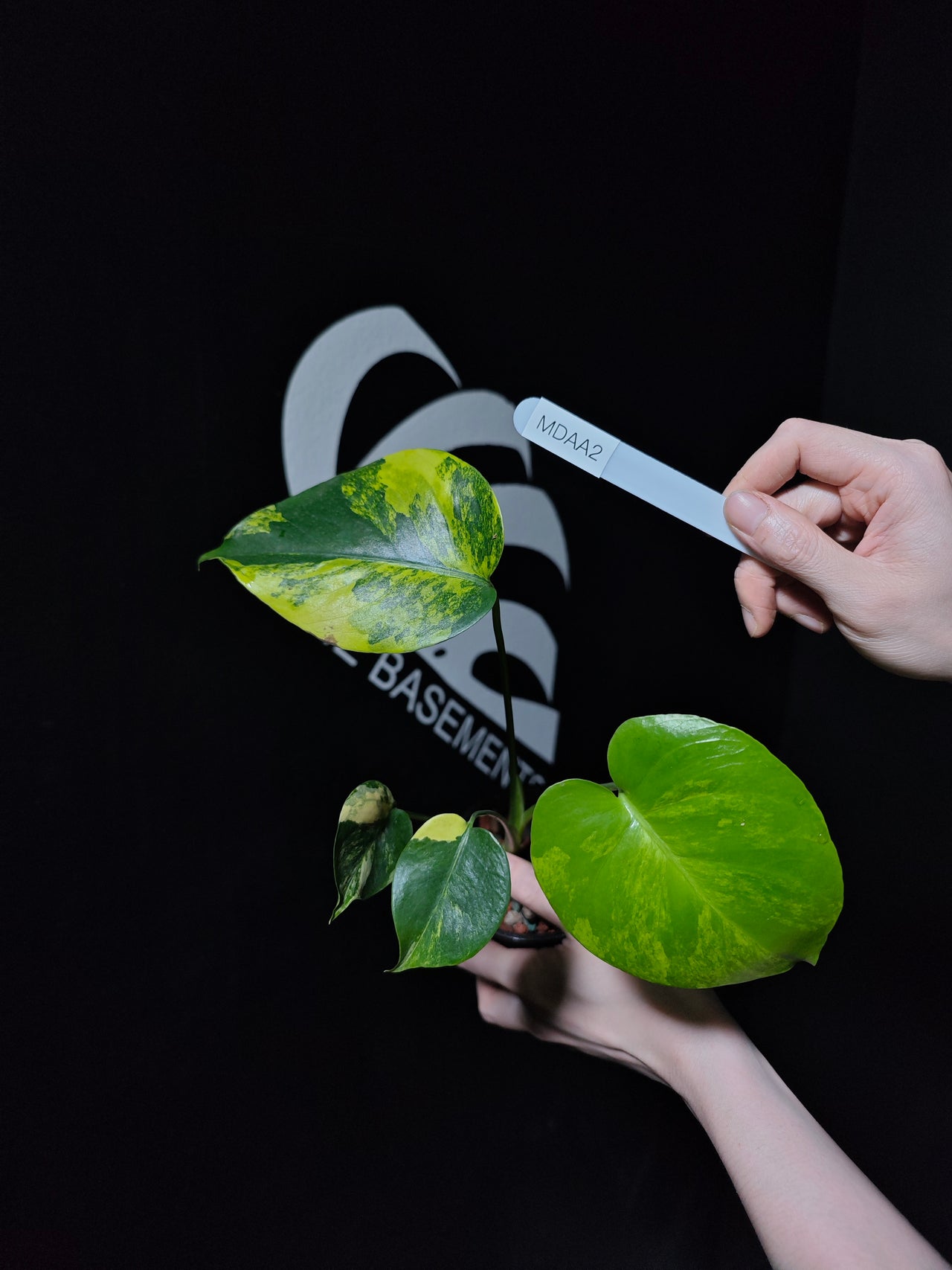 Monstera Deliciosa Aurea (Large Form)