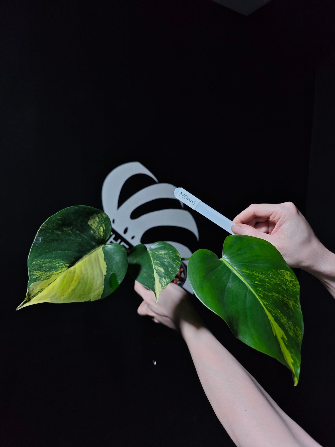 Monstera Deliciosa Aurea (Large Form)