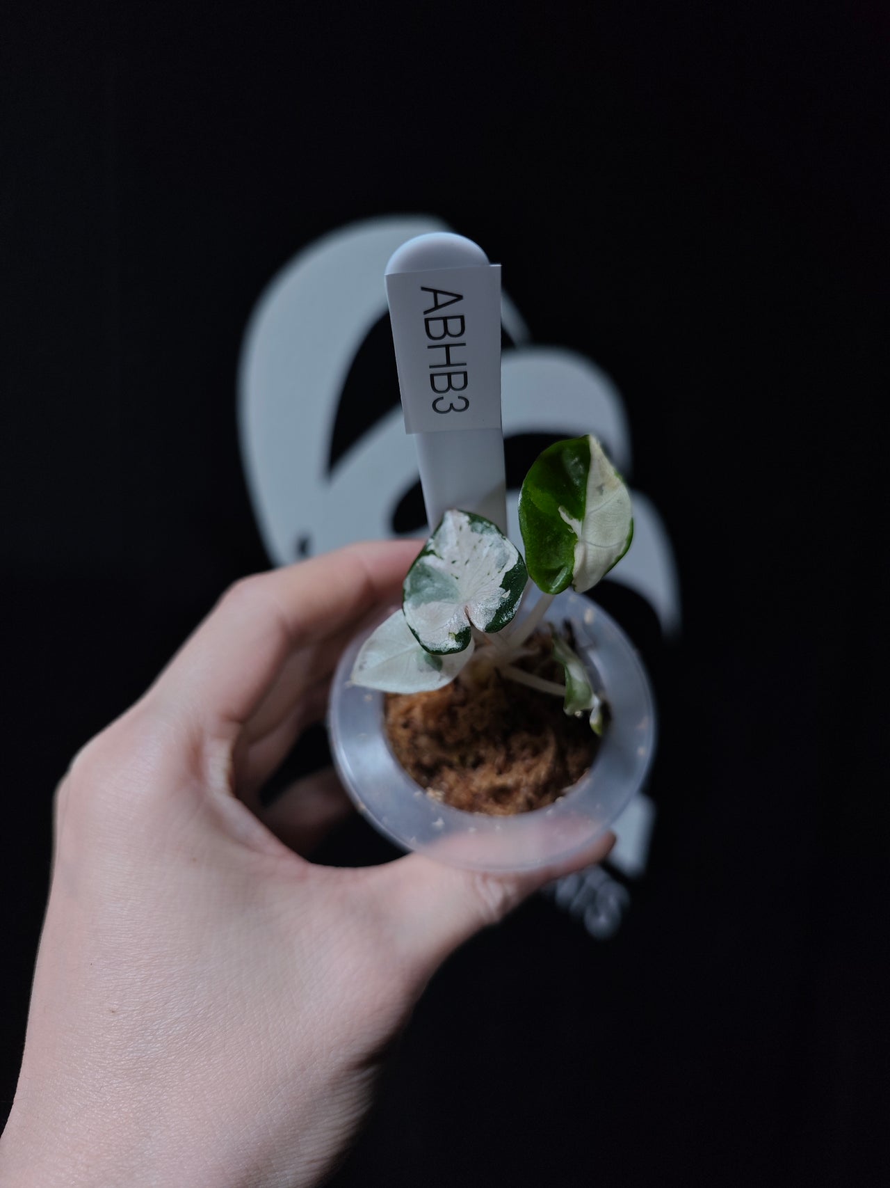 Alocasia Balloon Heart Pink Variegated (TC)