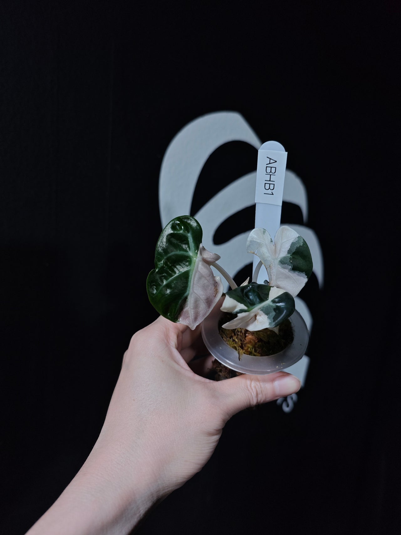 Alocasia Balloon Heart Pink Variegated (TC)