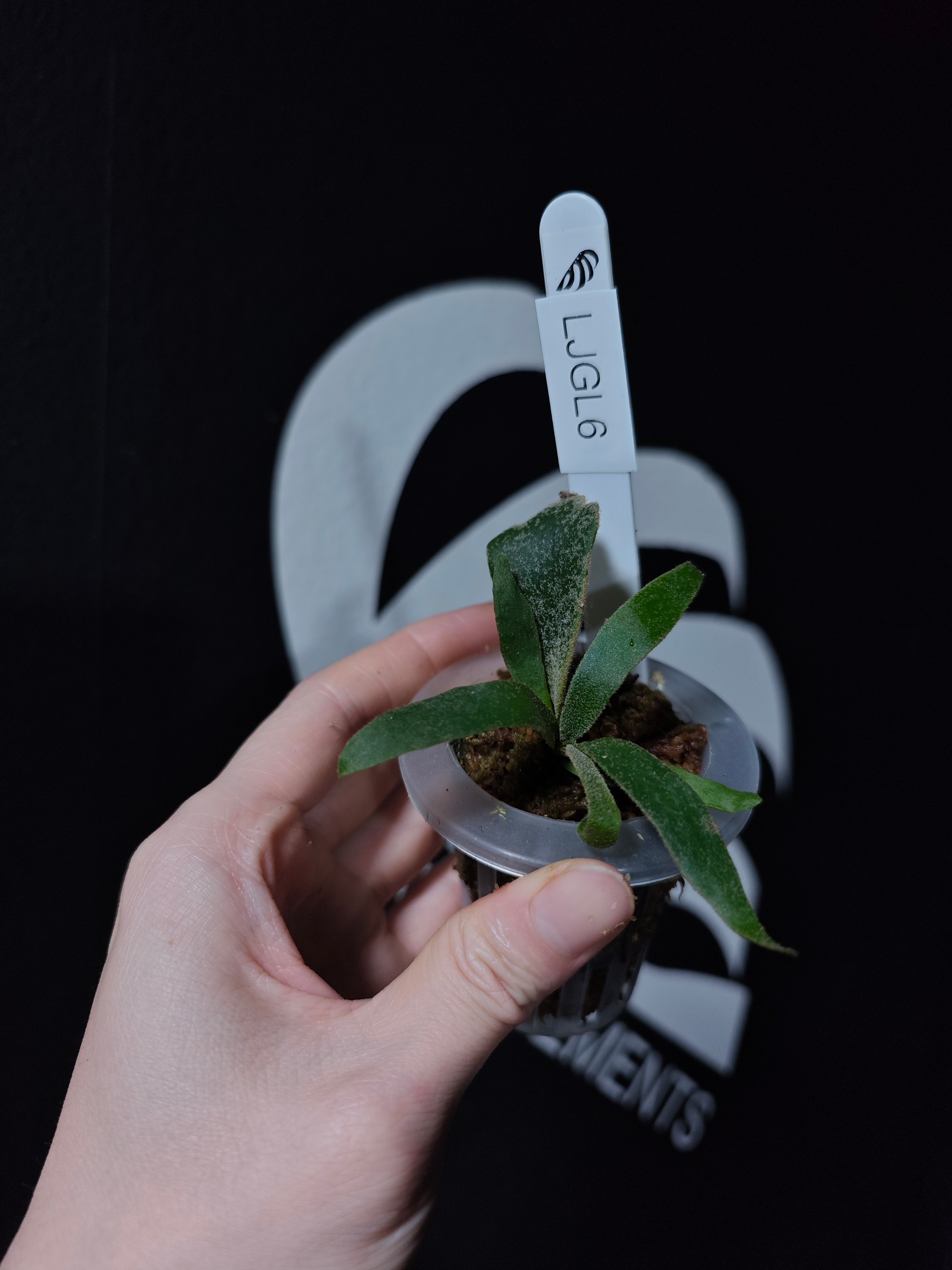Platycerium Willinckii Dwarf “Jade Gril” Sporeling