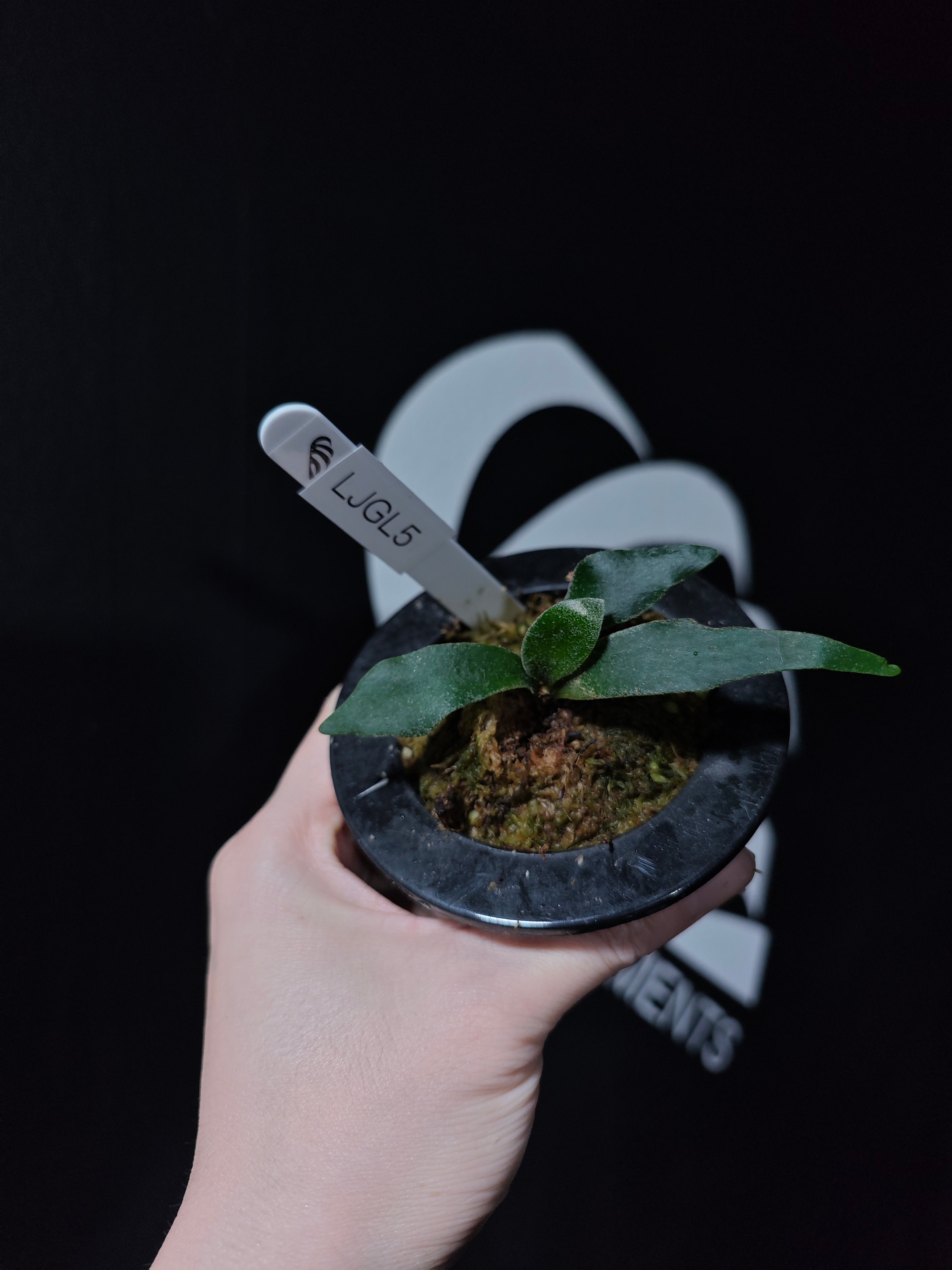 Platycerium Willinckii Dwarf “Jade Gril” Sporeling