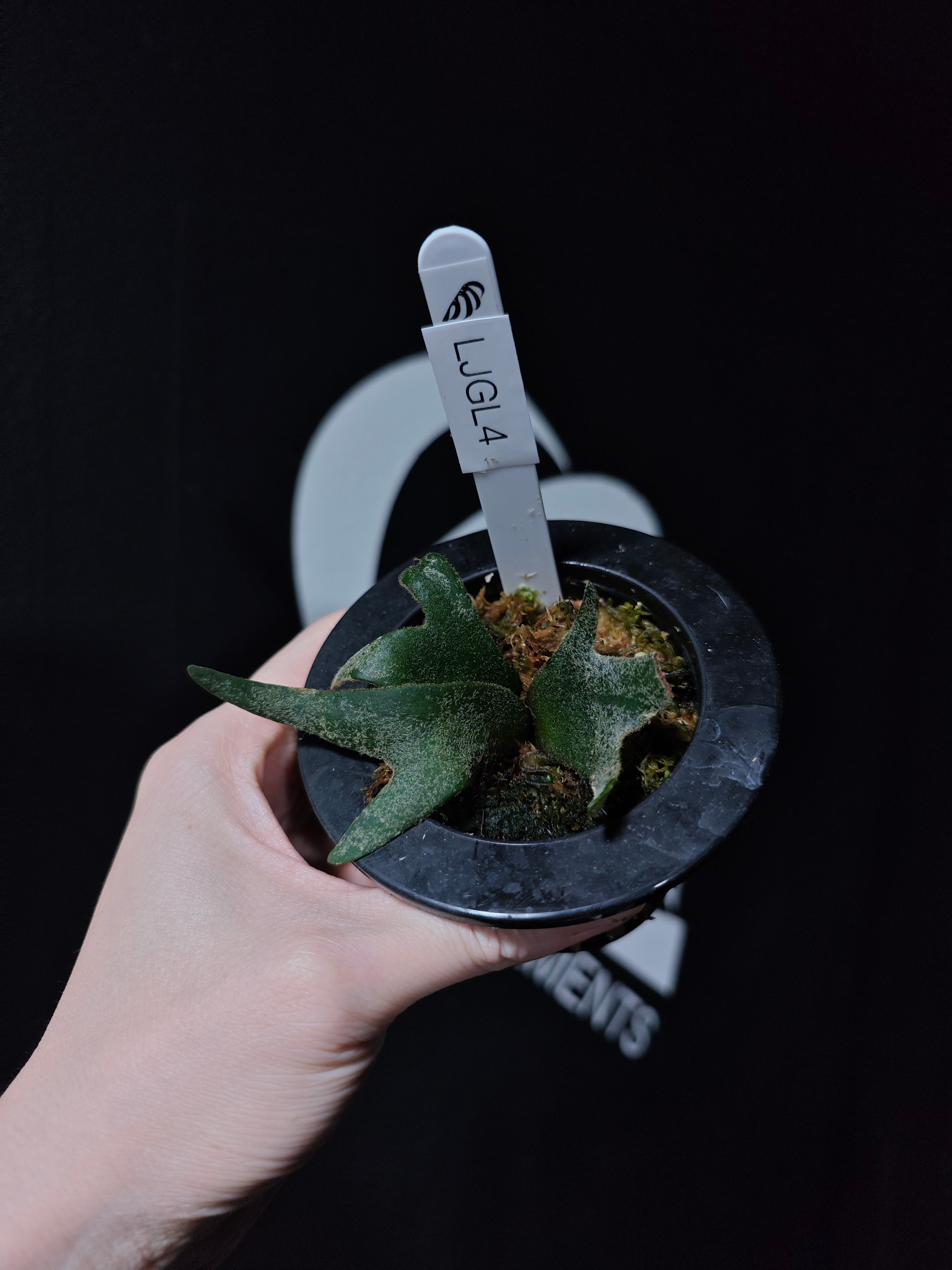 horitoys　'Jade Girl' sporeling horitoys 'Jade Girl' sporeling horitoys 'Jade Girl