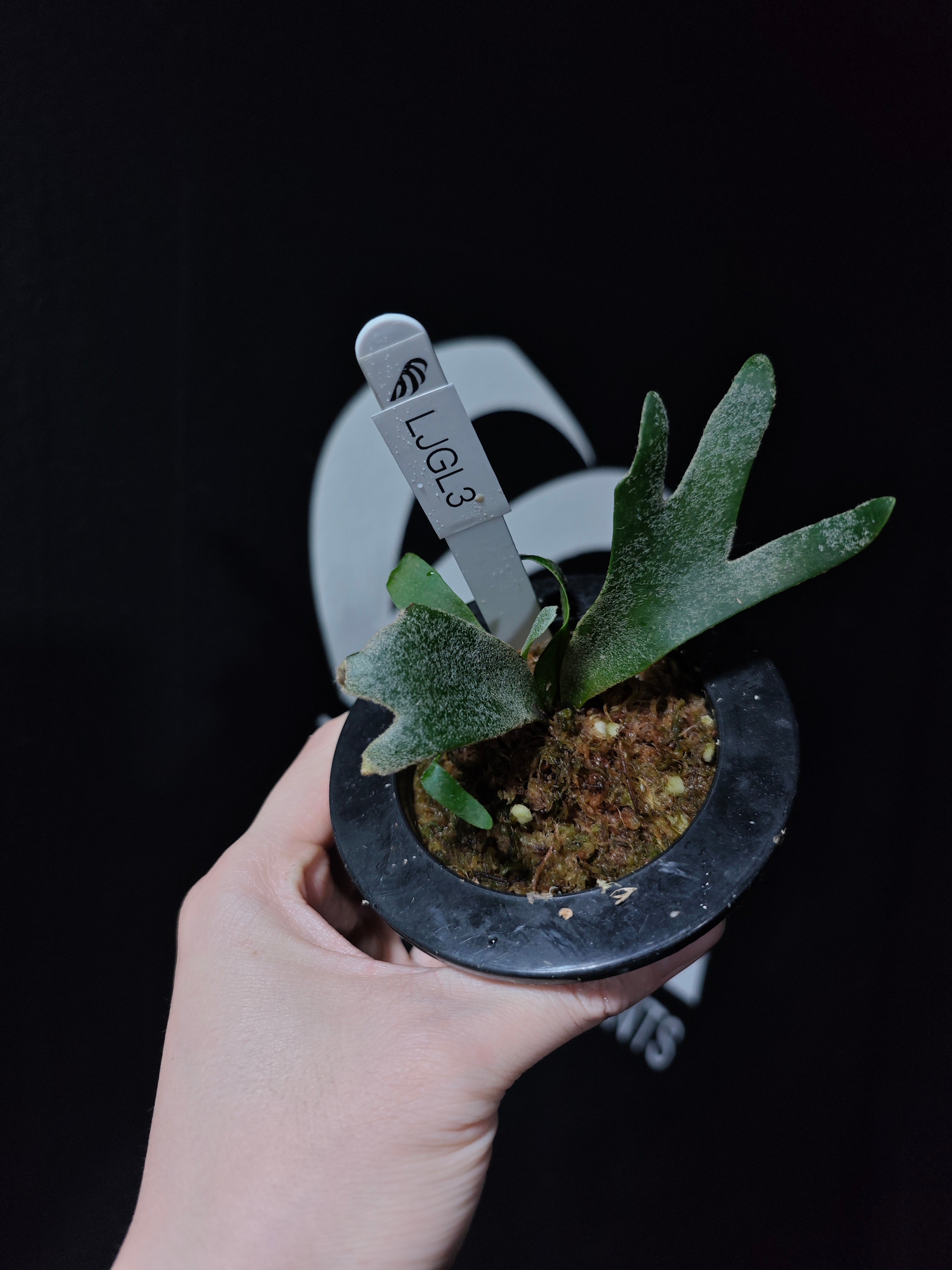 Platycerium Willinckii Dwarf “Jade Gril” Sporeling
