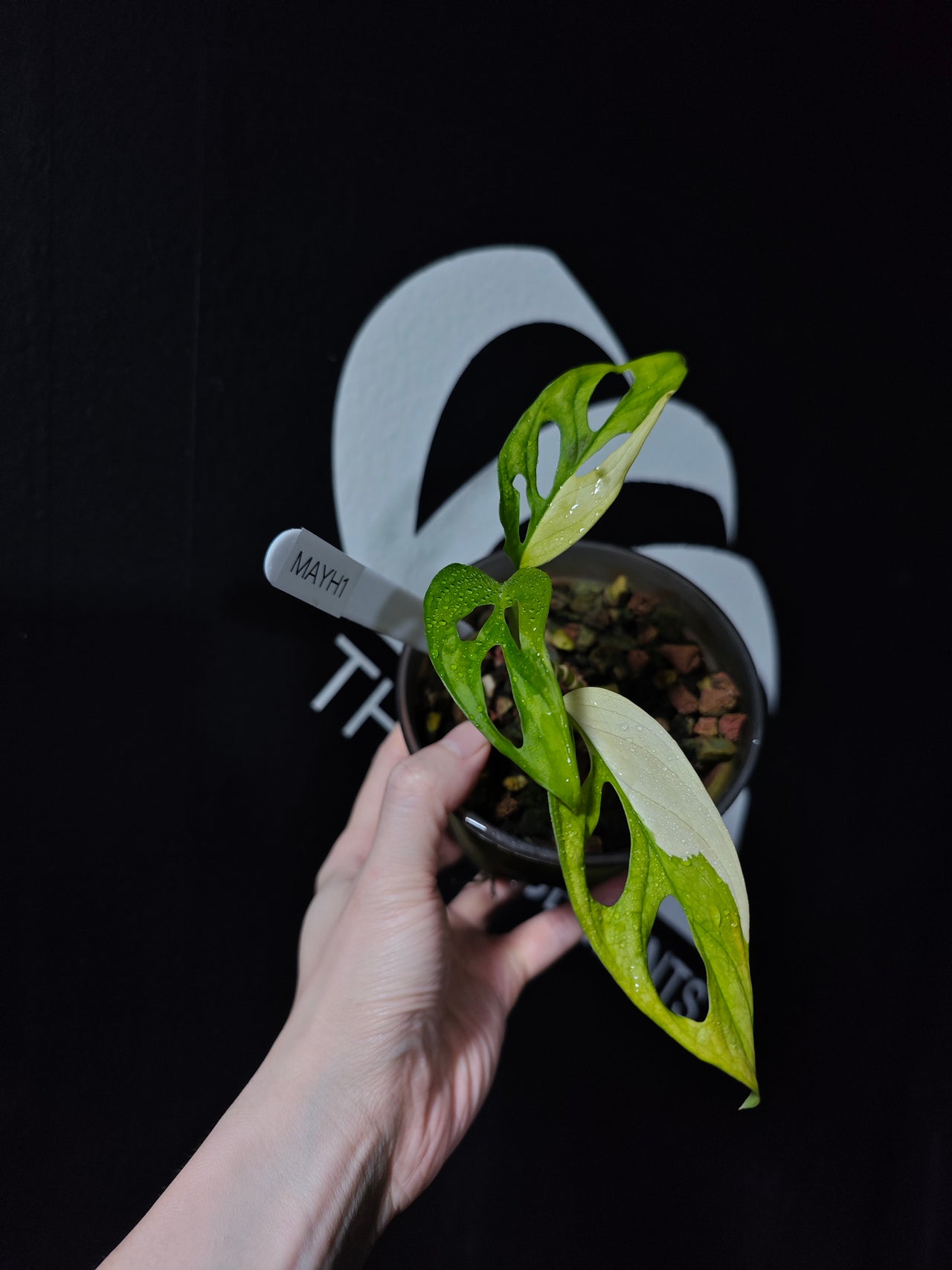 Monstera Adansonii Aurea - thebasements.us