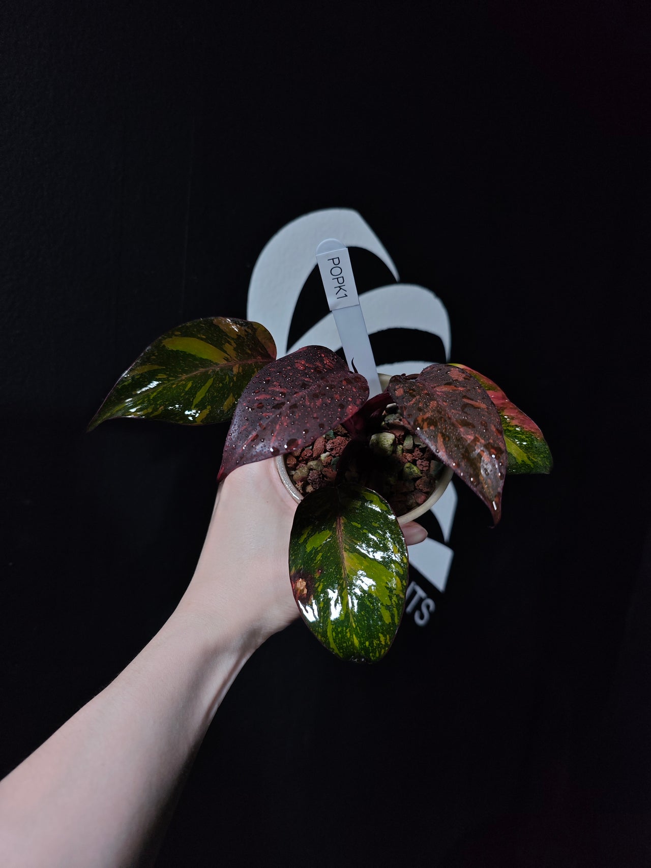Philodendron Orange Princess Marble - thebasements.us