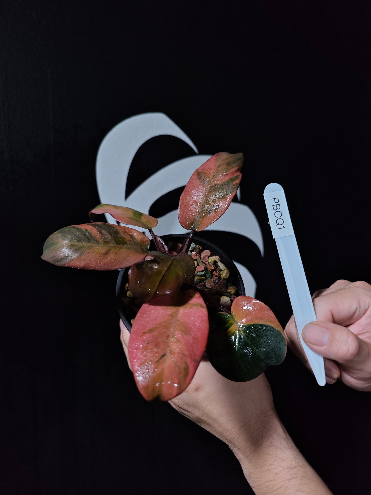 Philodendron Black Cardinal No.2 Variegated