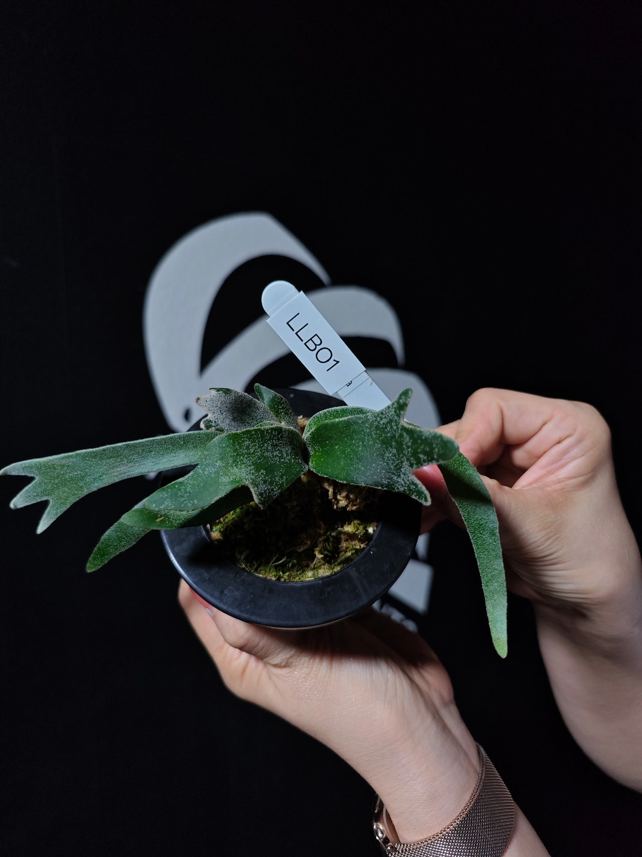 Platycerium Willinckii Dwarf “Bacteria” Sporeling