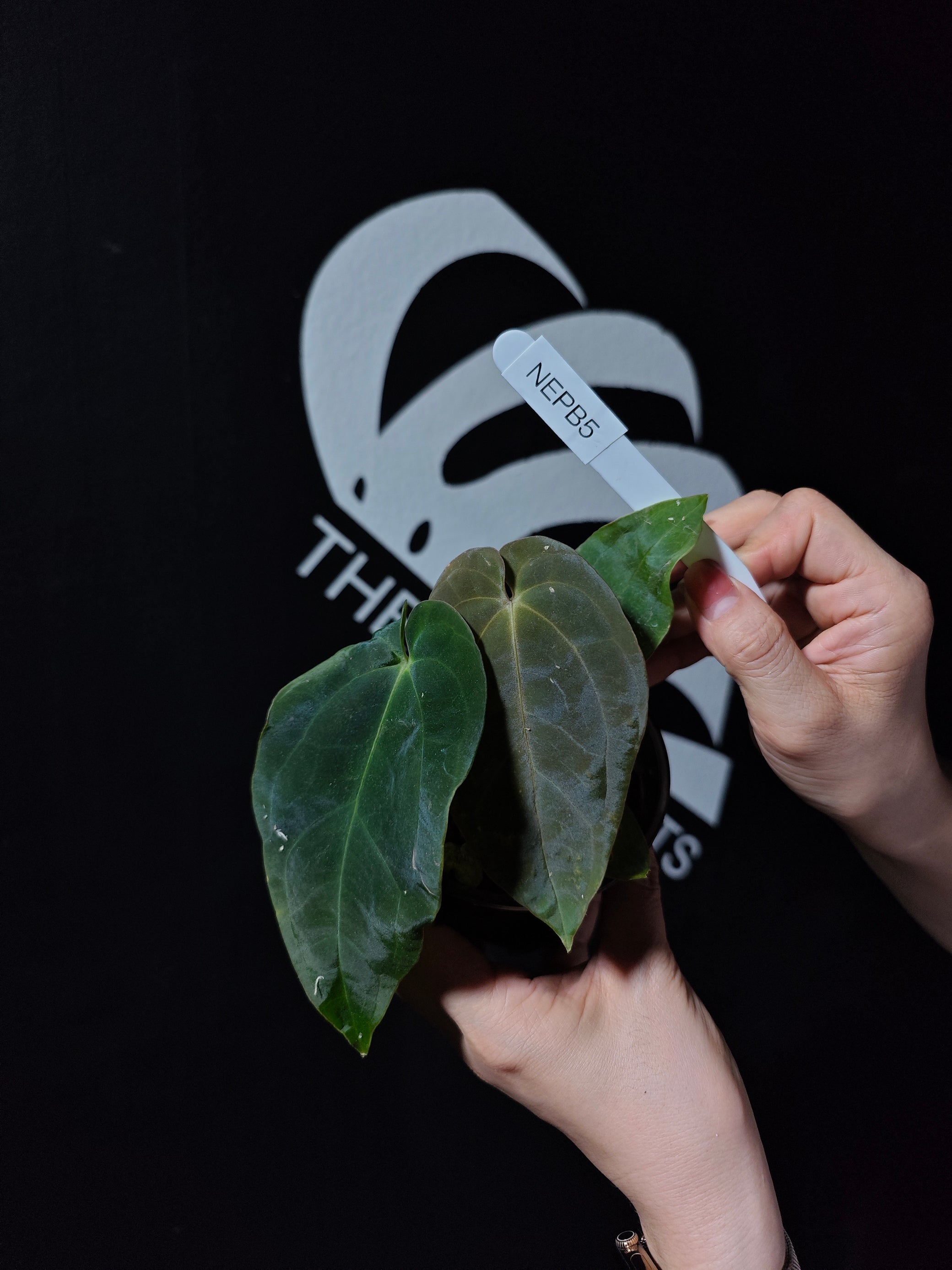 anthurium venlo Anthurium BVEP Antolakii