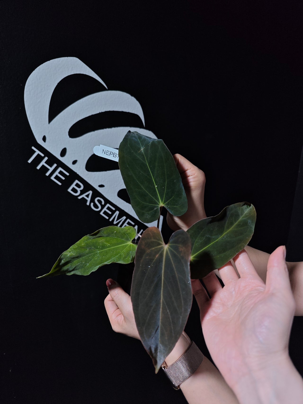 Anthurium BVEP Antolakii
