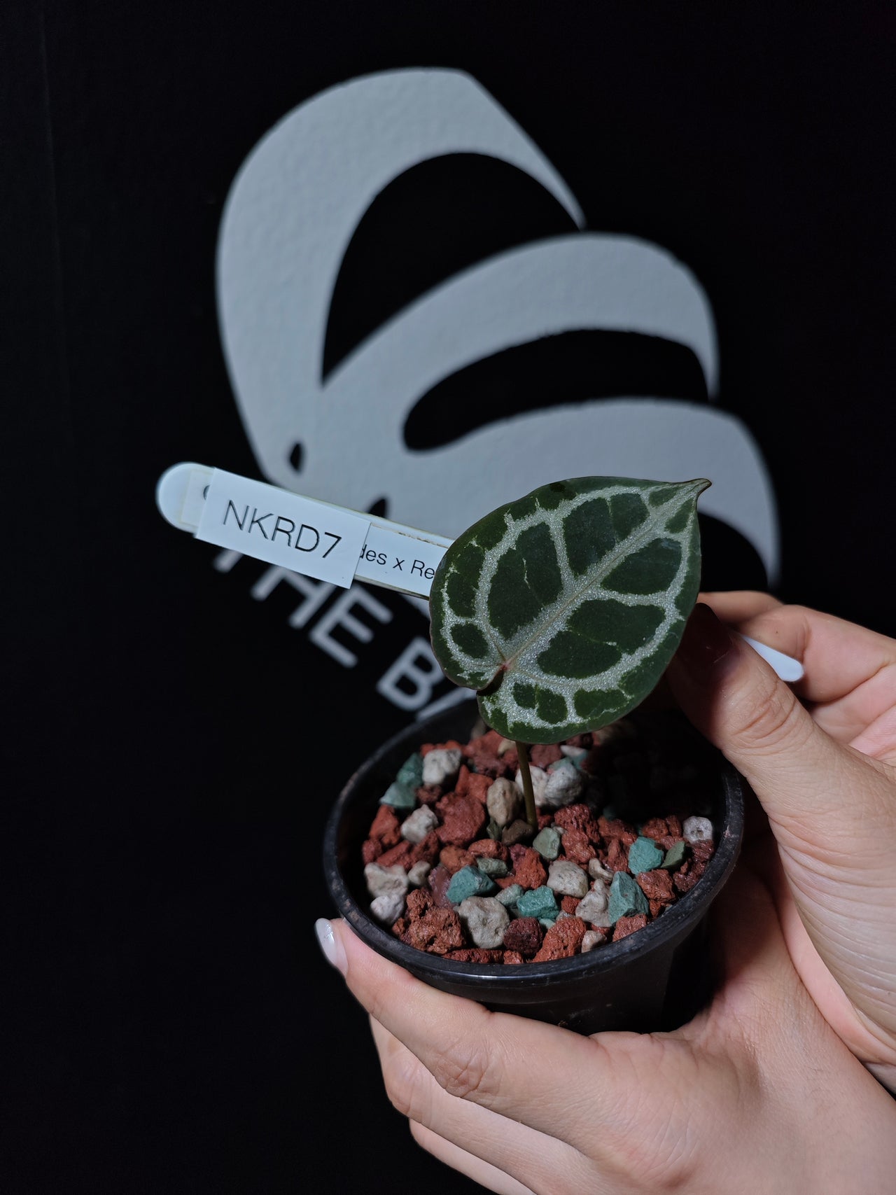 Anthurium King of Spades X Red Crystallinum S1 Seedling - thebasements.com