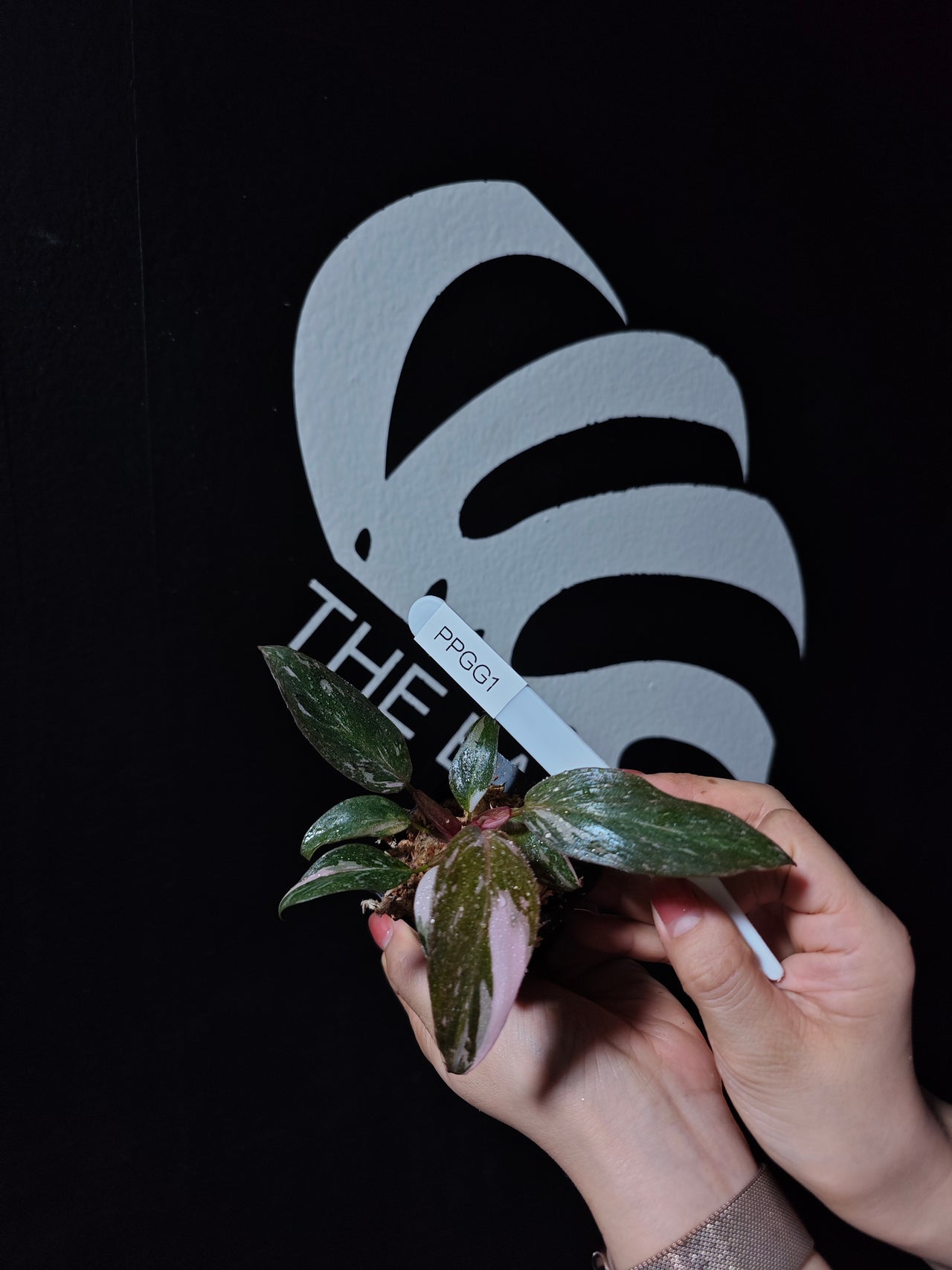 Philodendron Pink Princess Galaxy