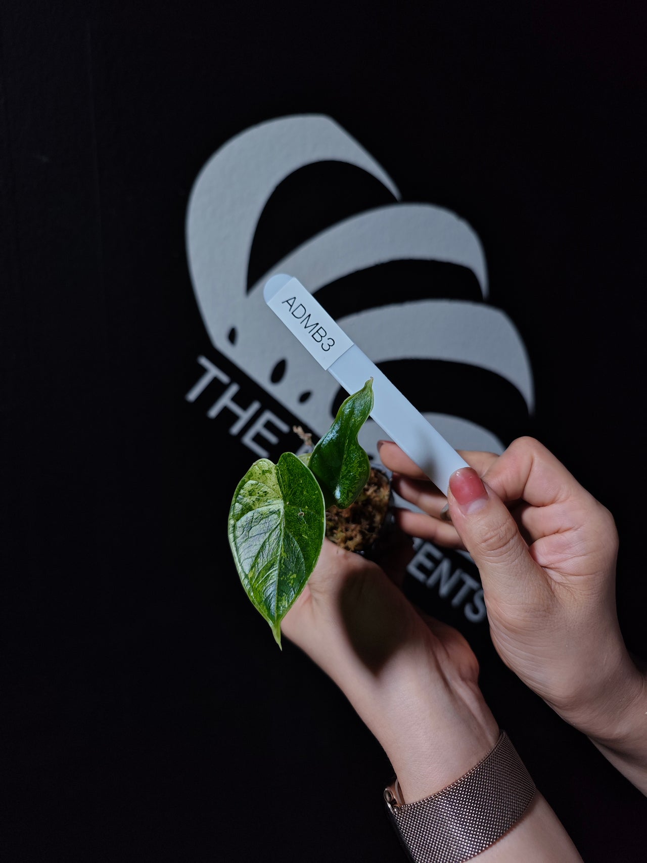 Alocasia Dragon Scale Mint