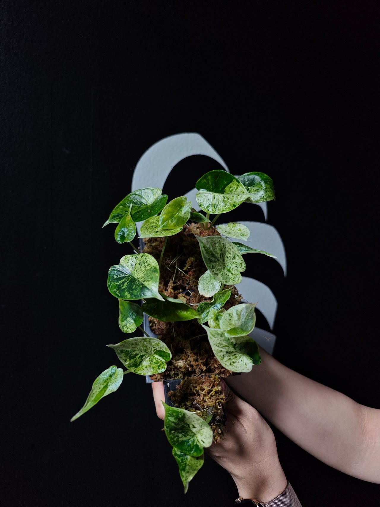 Alocasia Dragon Scale Mint