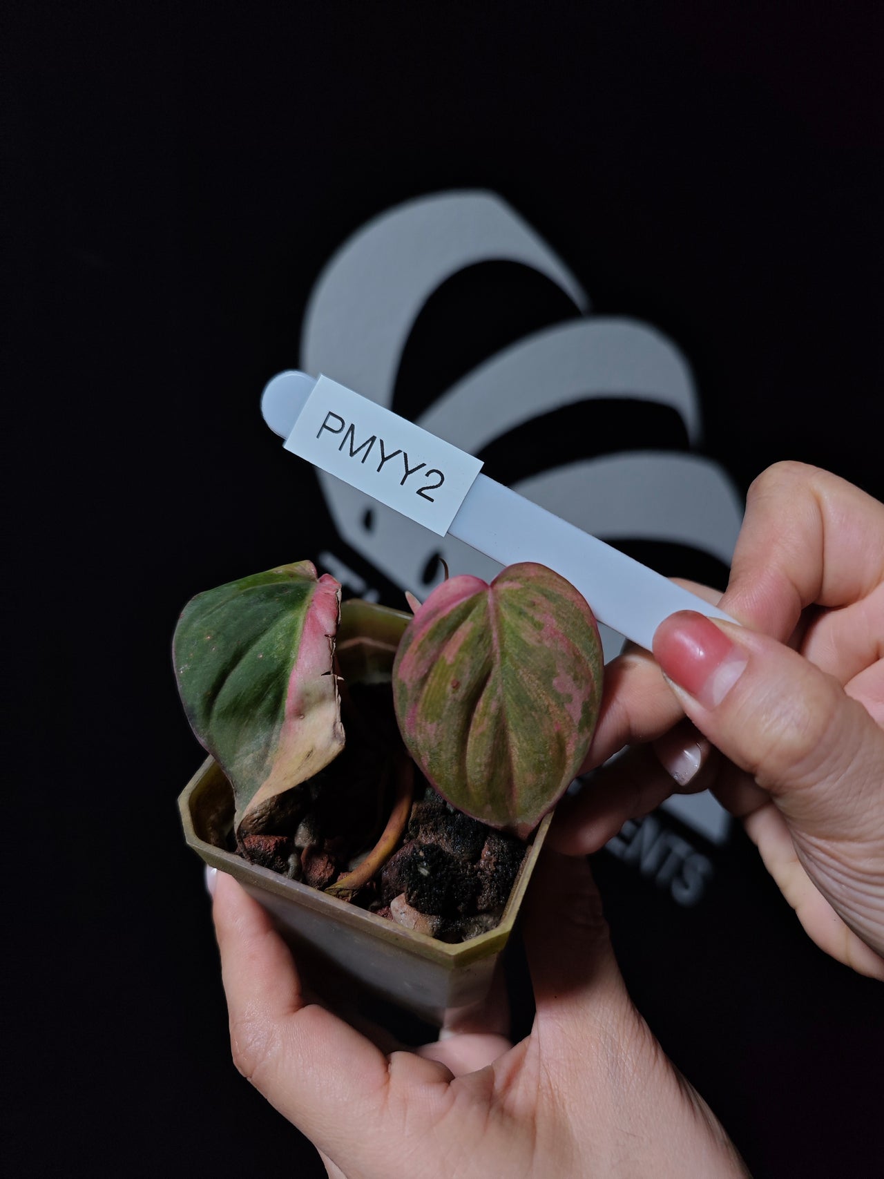 Philodendron Mican Aurea Variegated