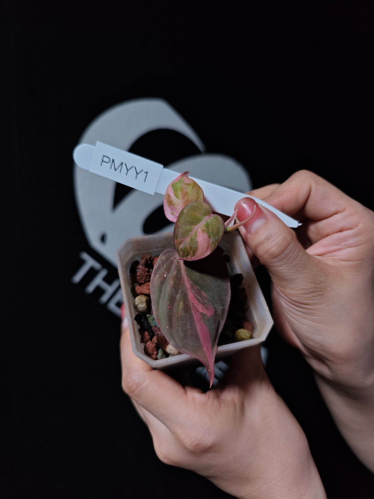 Philodendron Mican Aurea Variegated