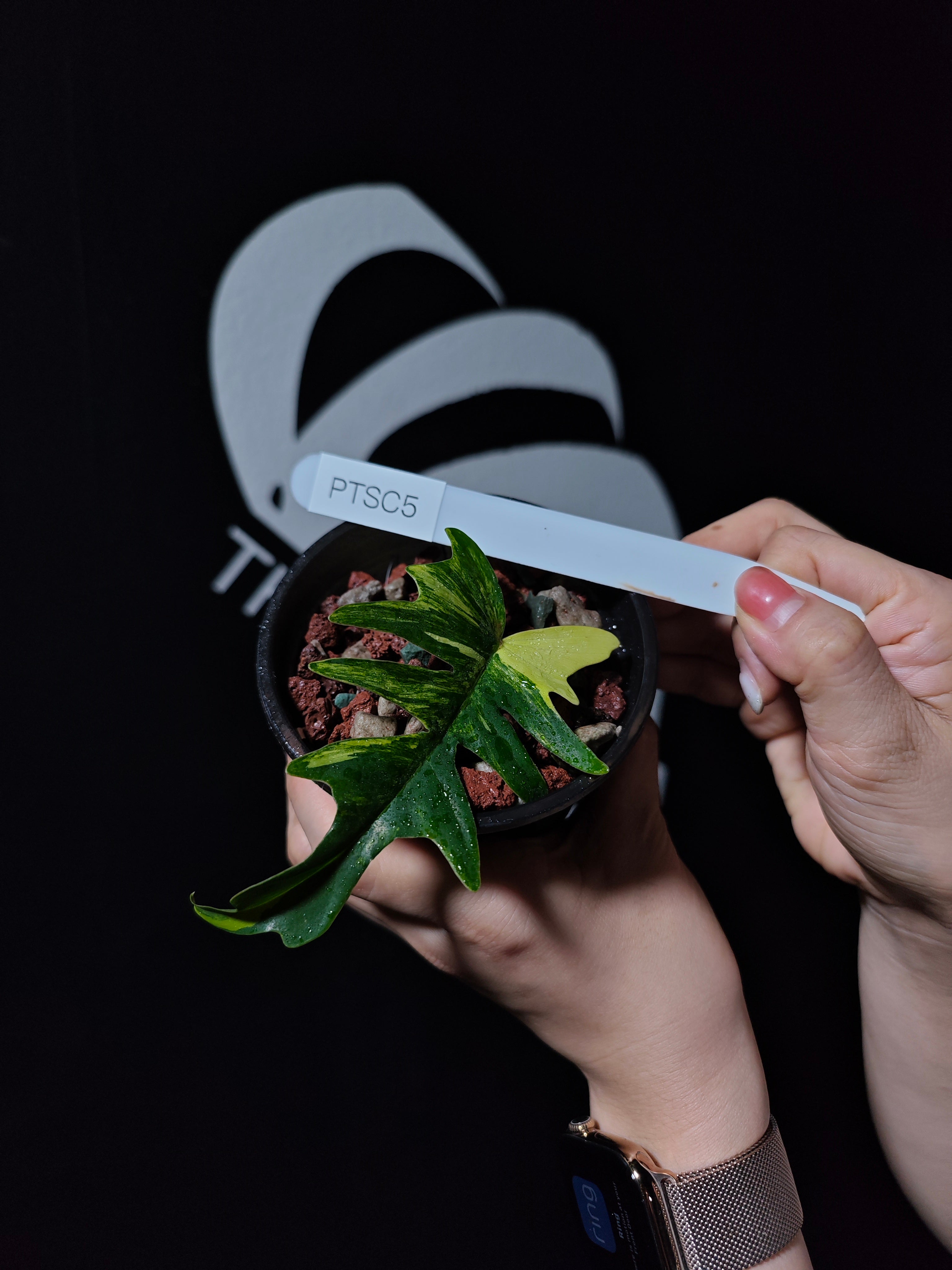 Philodendron Florida Beauty x Tortum Variegated - thebasements.com