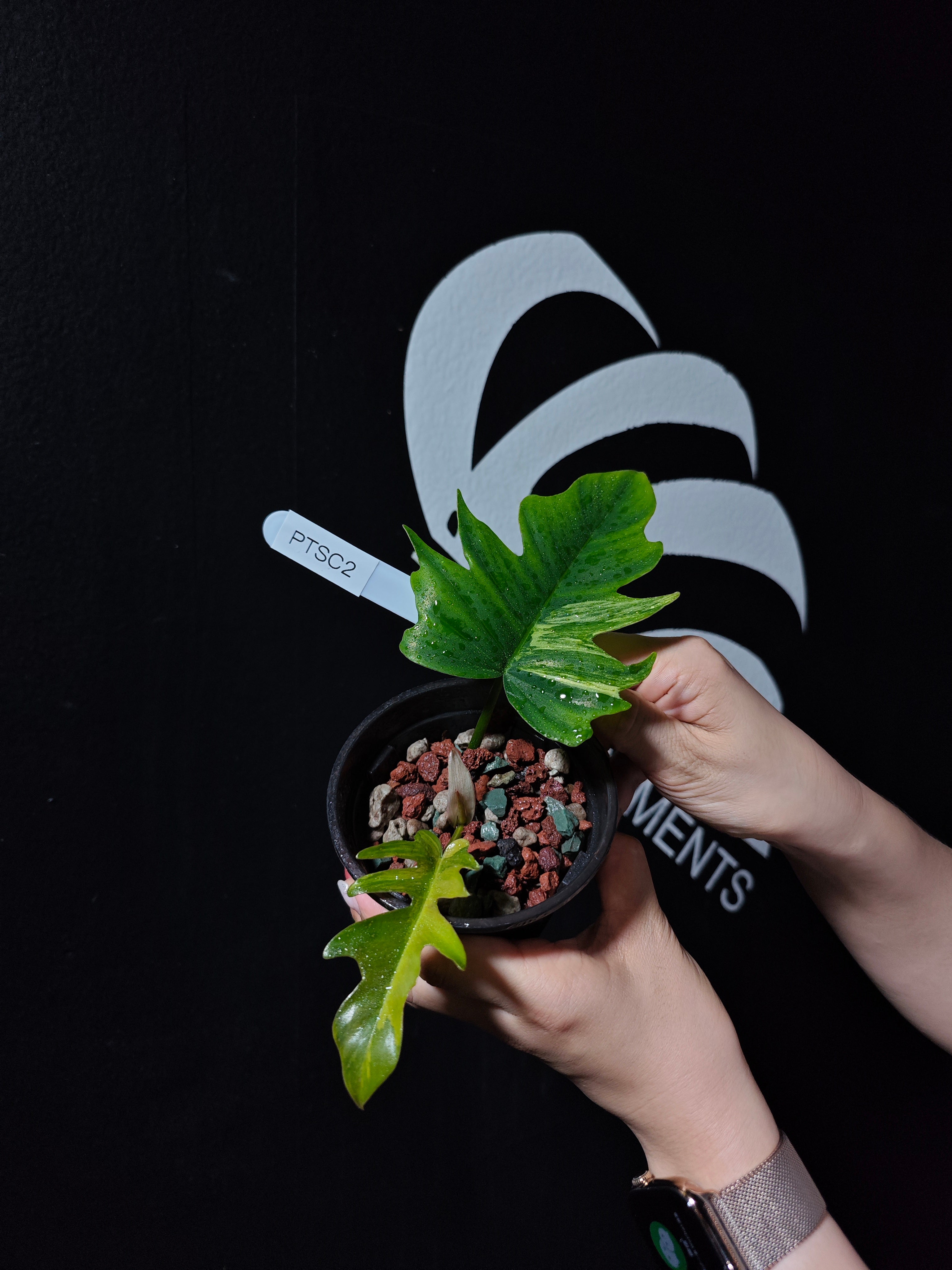 743」フィロデンドロンフロリダビューティー X フィロデンドロン