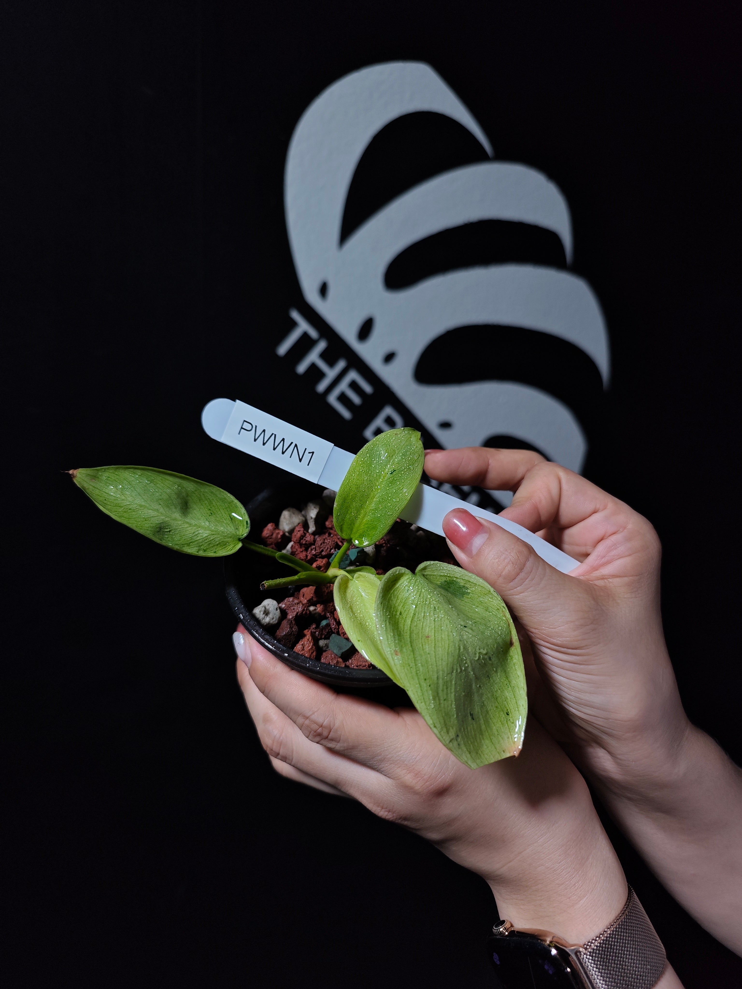 Philodendron Whipple Way - thebasements.com