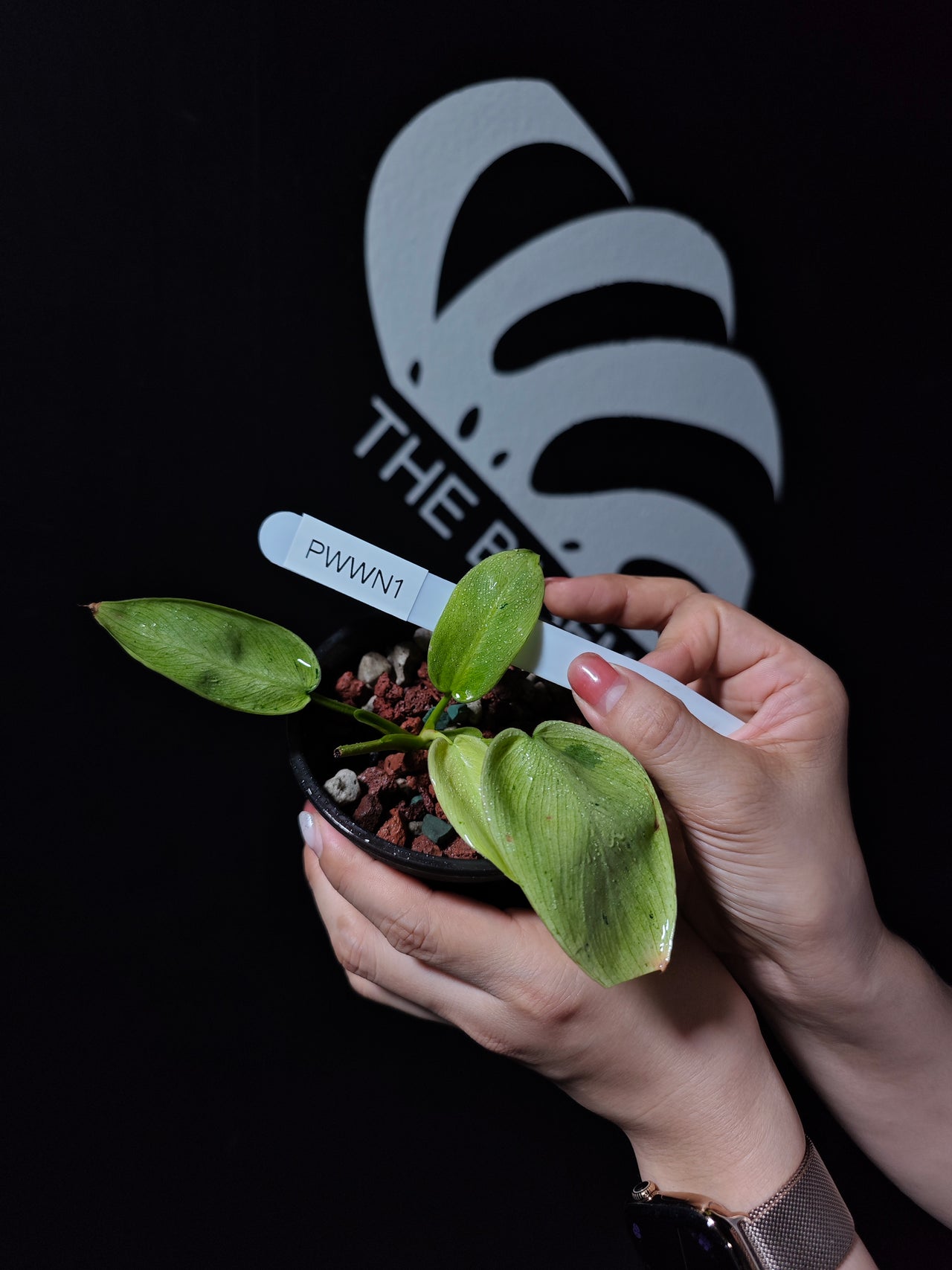 Philodendron Whipple Way - thebasements.us