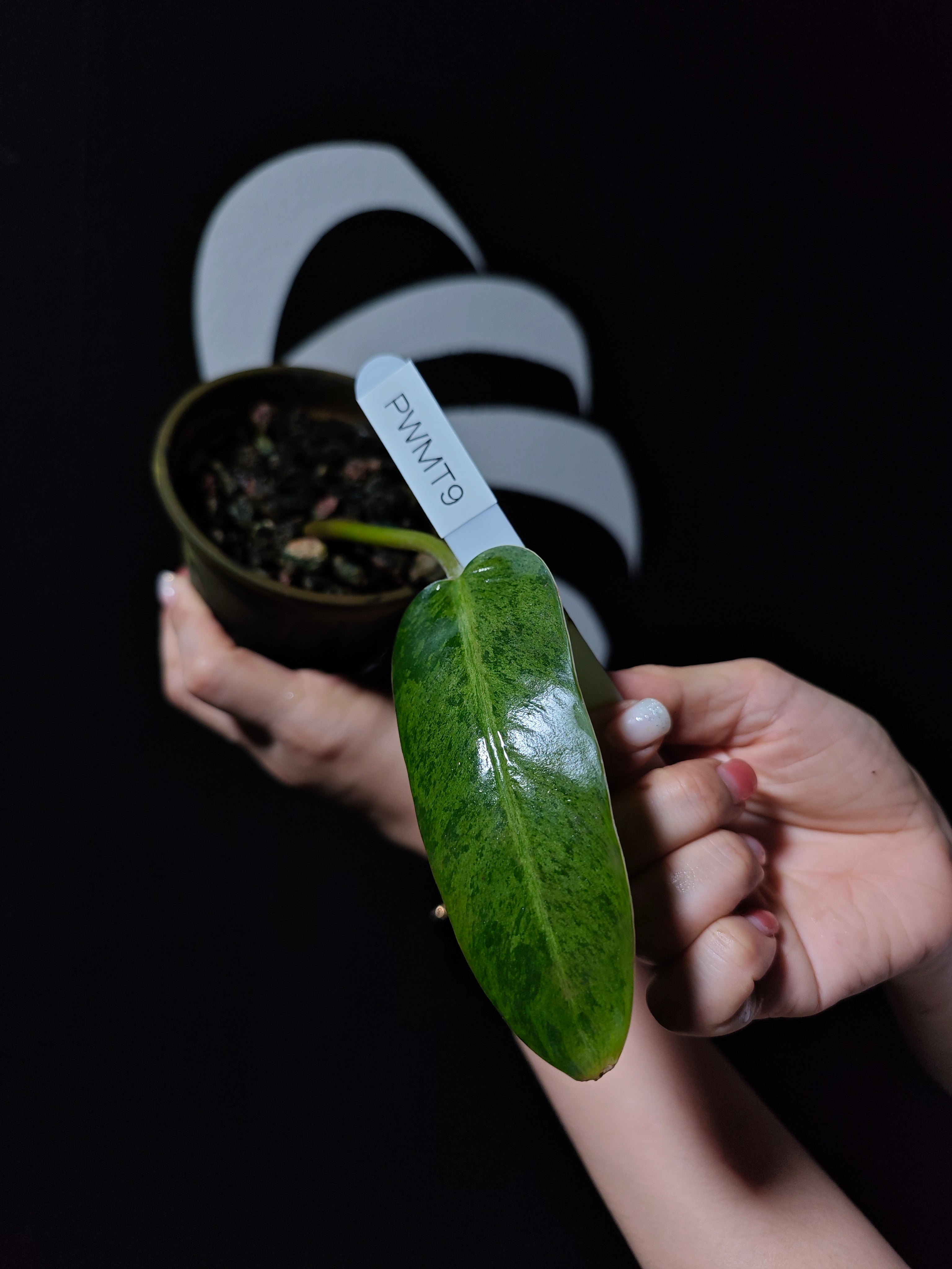 Philodendron Whipple Way Mint - thebasements.com