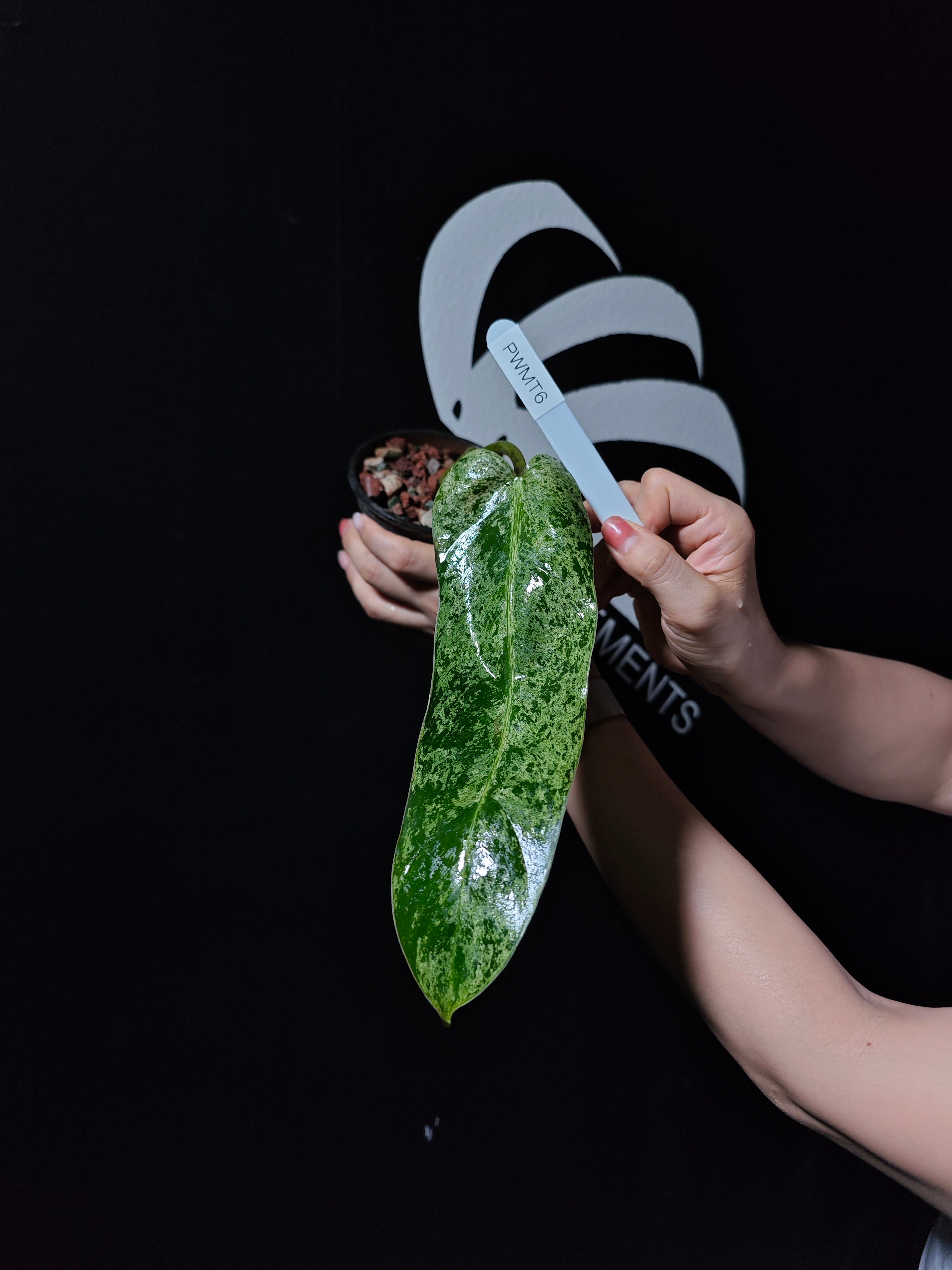 観葉植物 希少  【フィロデンドロン  ホイップル ウェイ ミント バリエガタ】 観葉植物 希少 【フィロデンドロン ホイップル ウェイ ミント