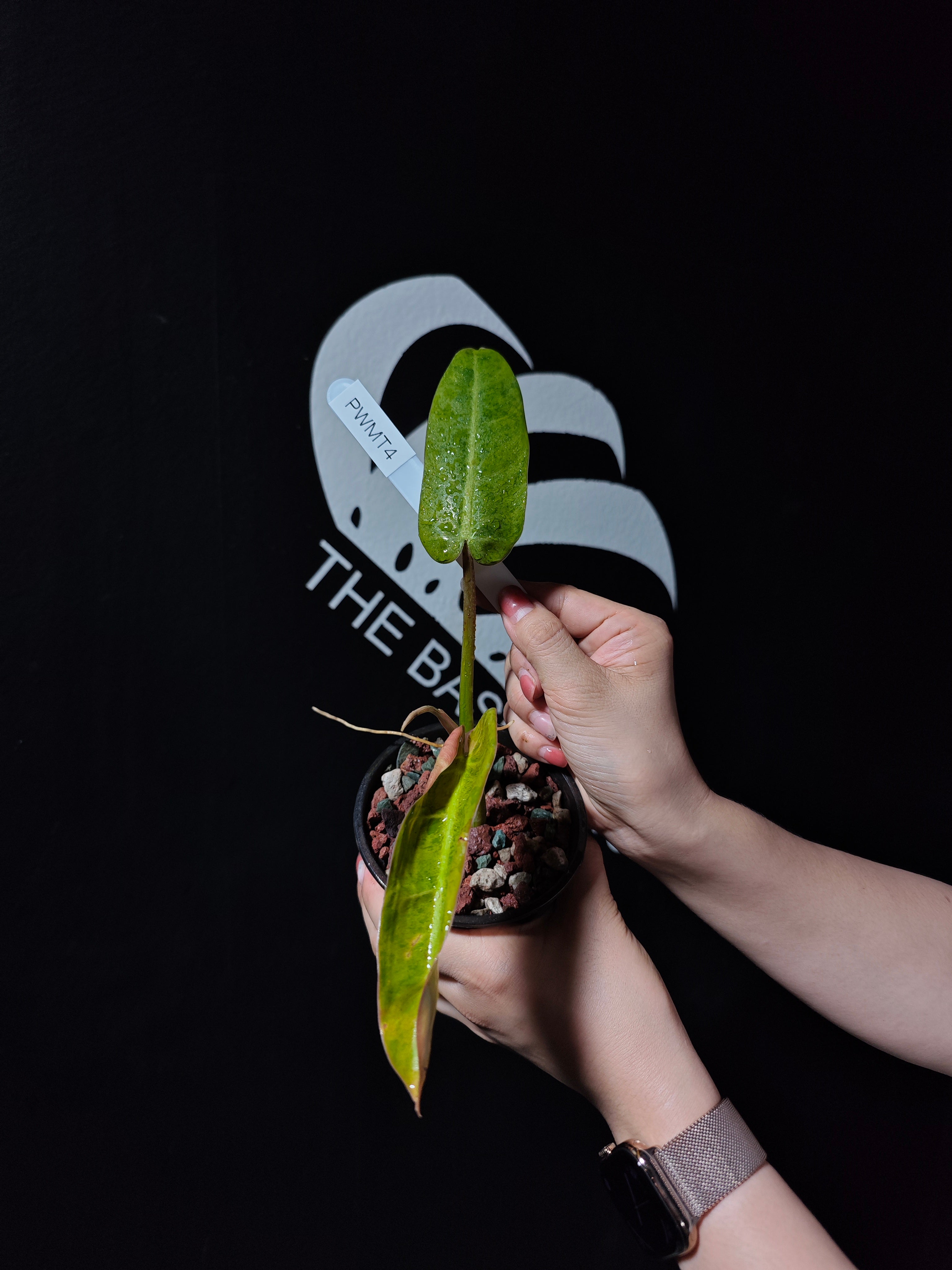 Philodendron Whipple Way Mint - thebasements.com