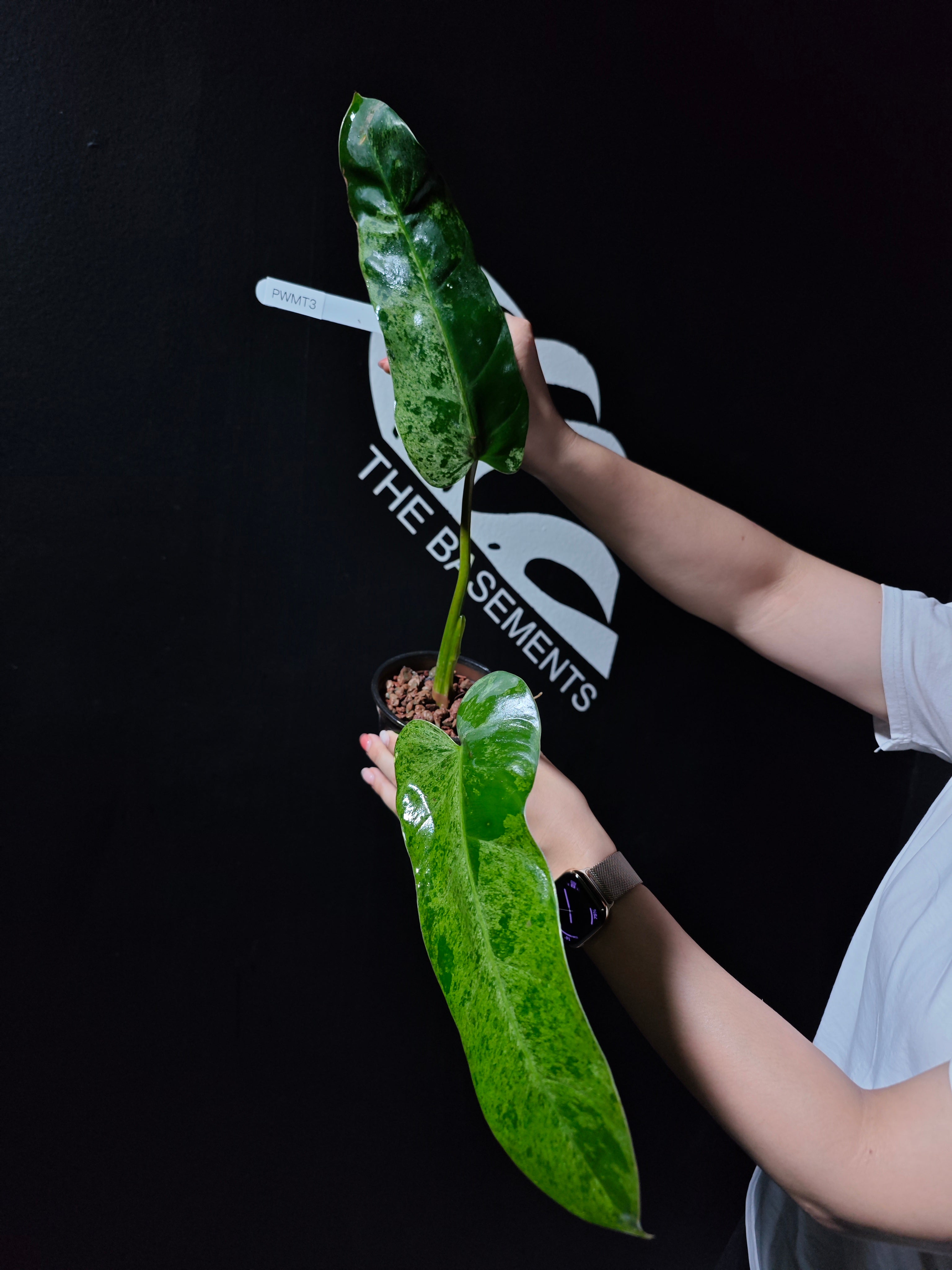 Philodendron Whipple Way Mint - thebasements.com