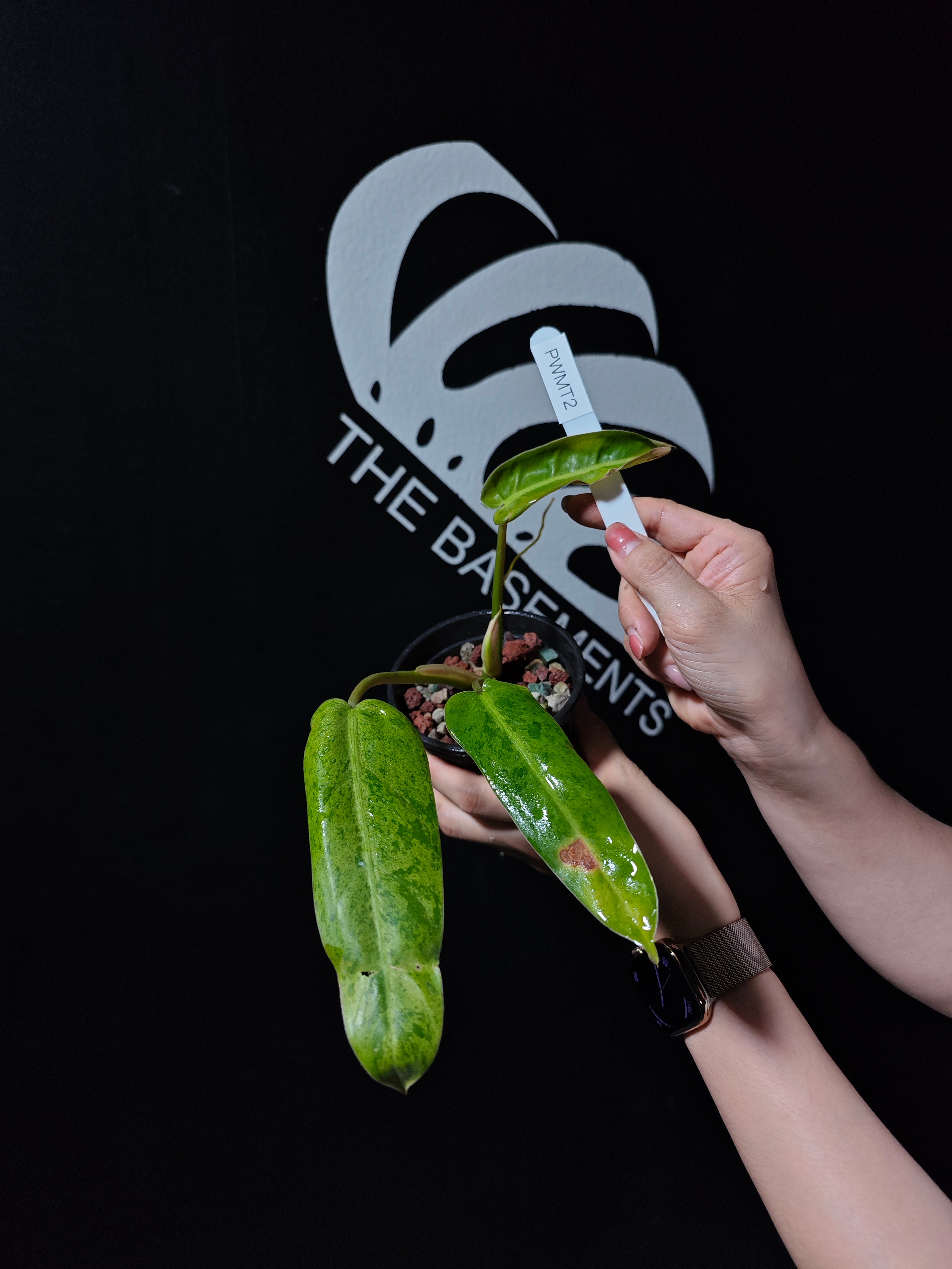 観葉植物 希少  【フィロデンドロン  ホイップル ウェイ ミント バリエガタ】 観葉植物 希少 【フィロデンドロン ホイップル ウェイ ミント