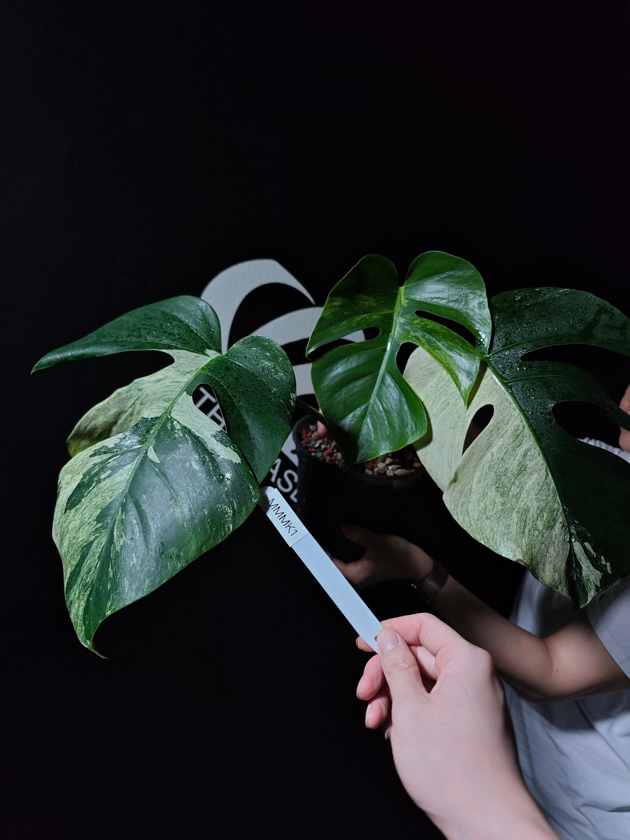 Monstera NOID Jungle Mint