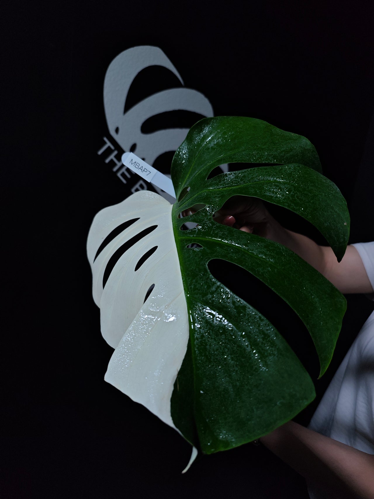 Monstera Borsigiana Albo