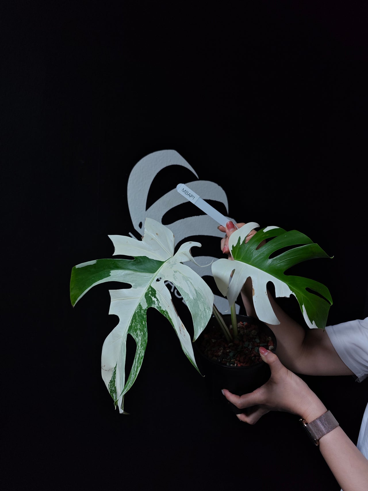 Monstera Borsigiana Albo - thebasements.us