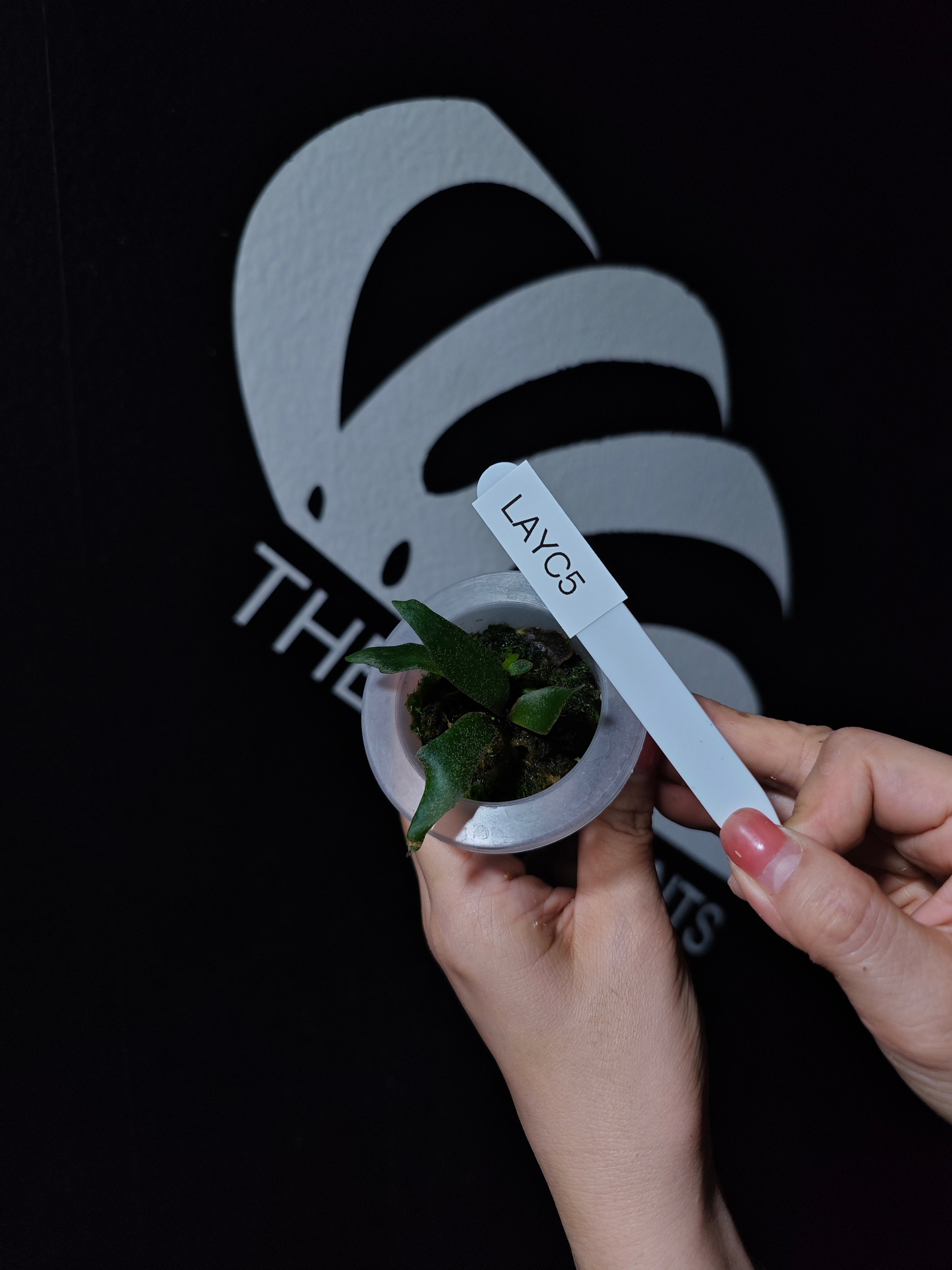 Platycerium Willinckii Aysun 月神 Sporeling - thebasements.com