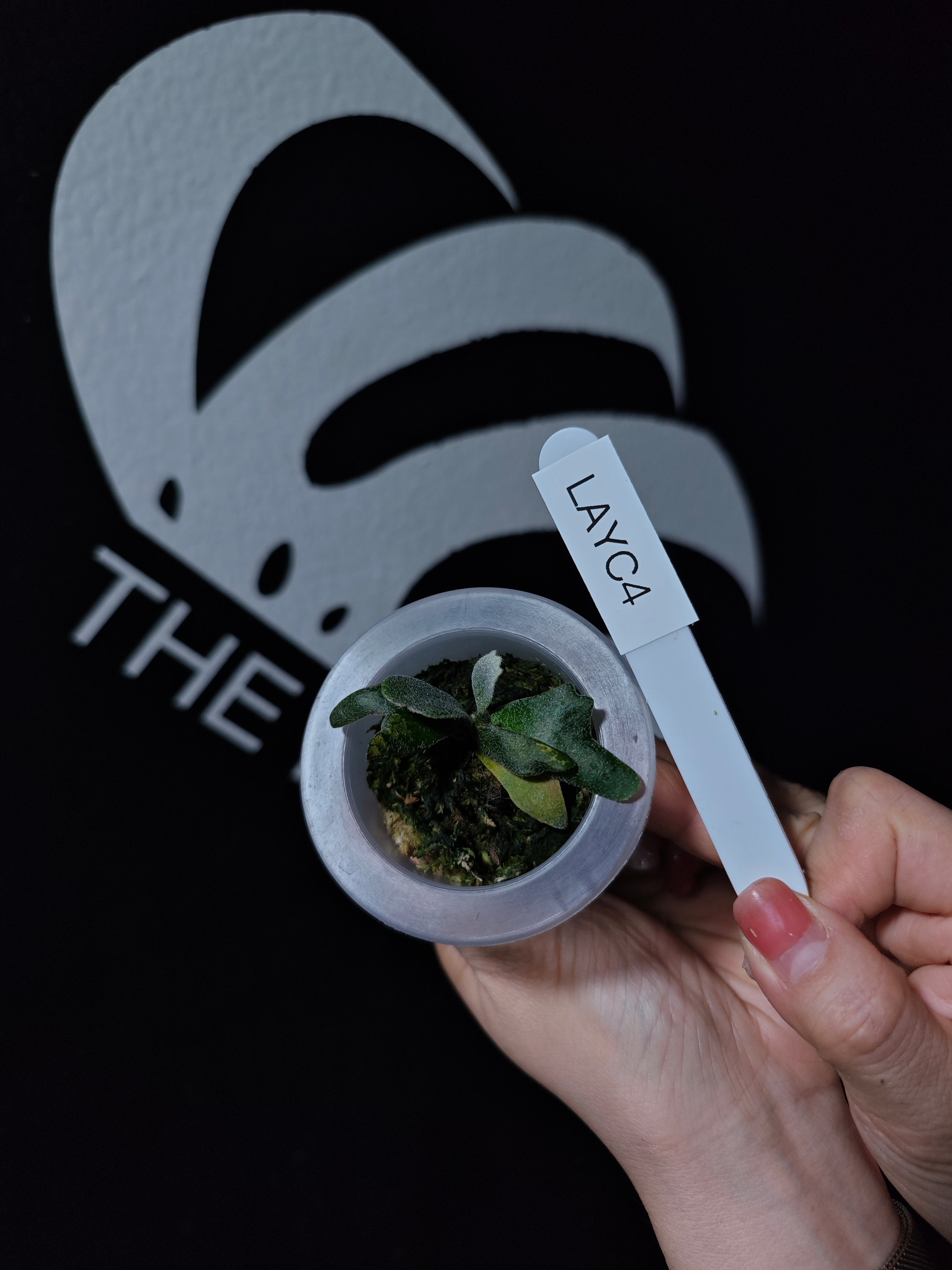 Platycerium Willinckii Aysun 月神 Sporeling - thebasements.com