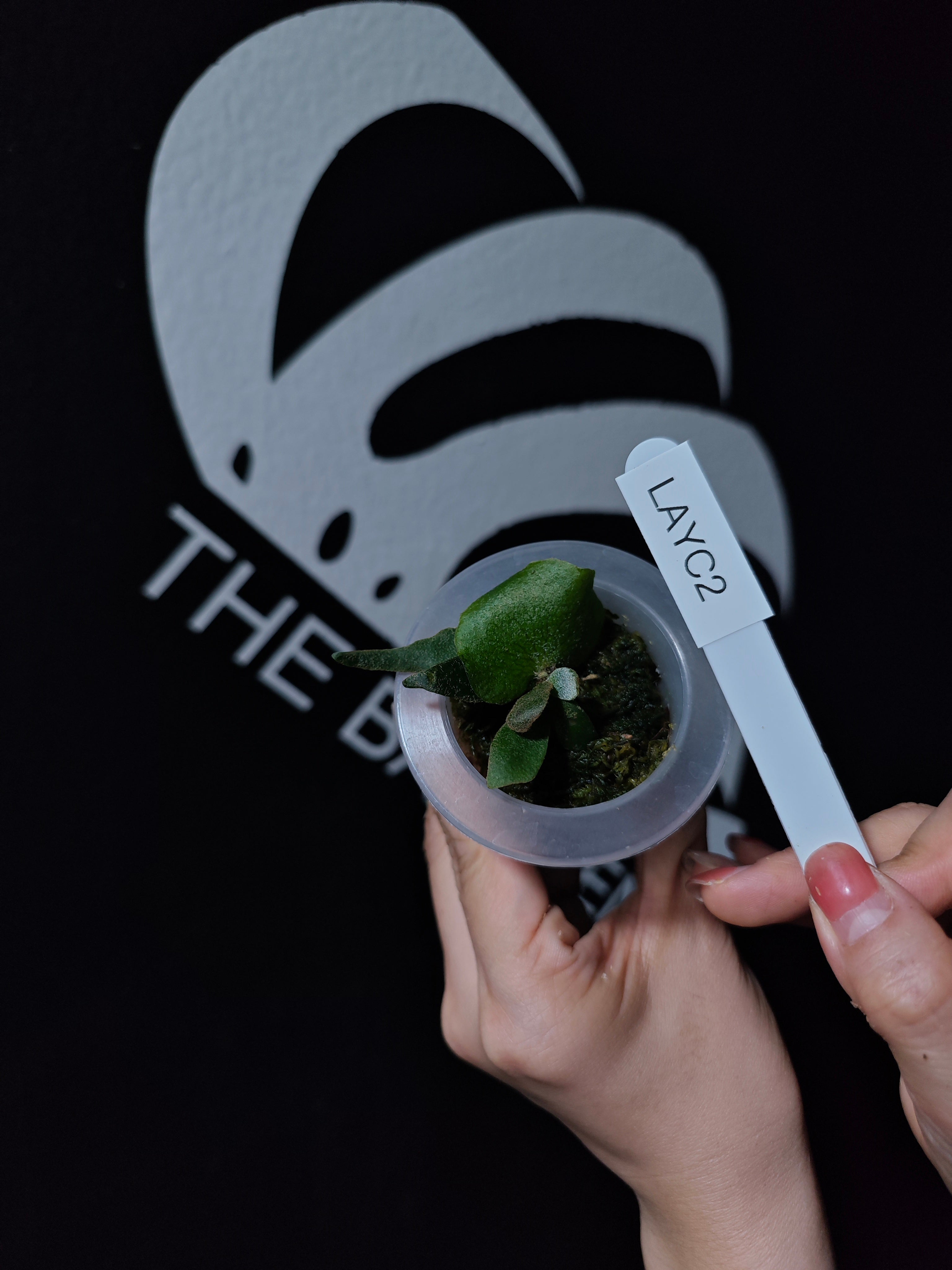 Platycerium Willinckii Aysun 月神 Sporeling - thebasements.com