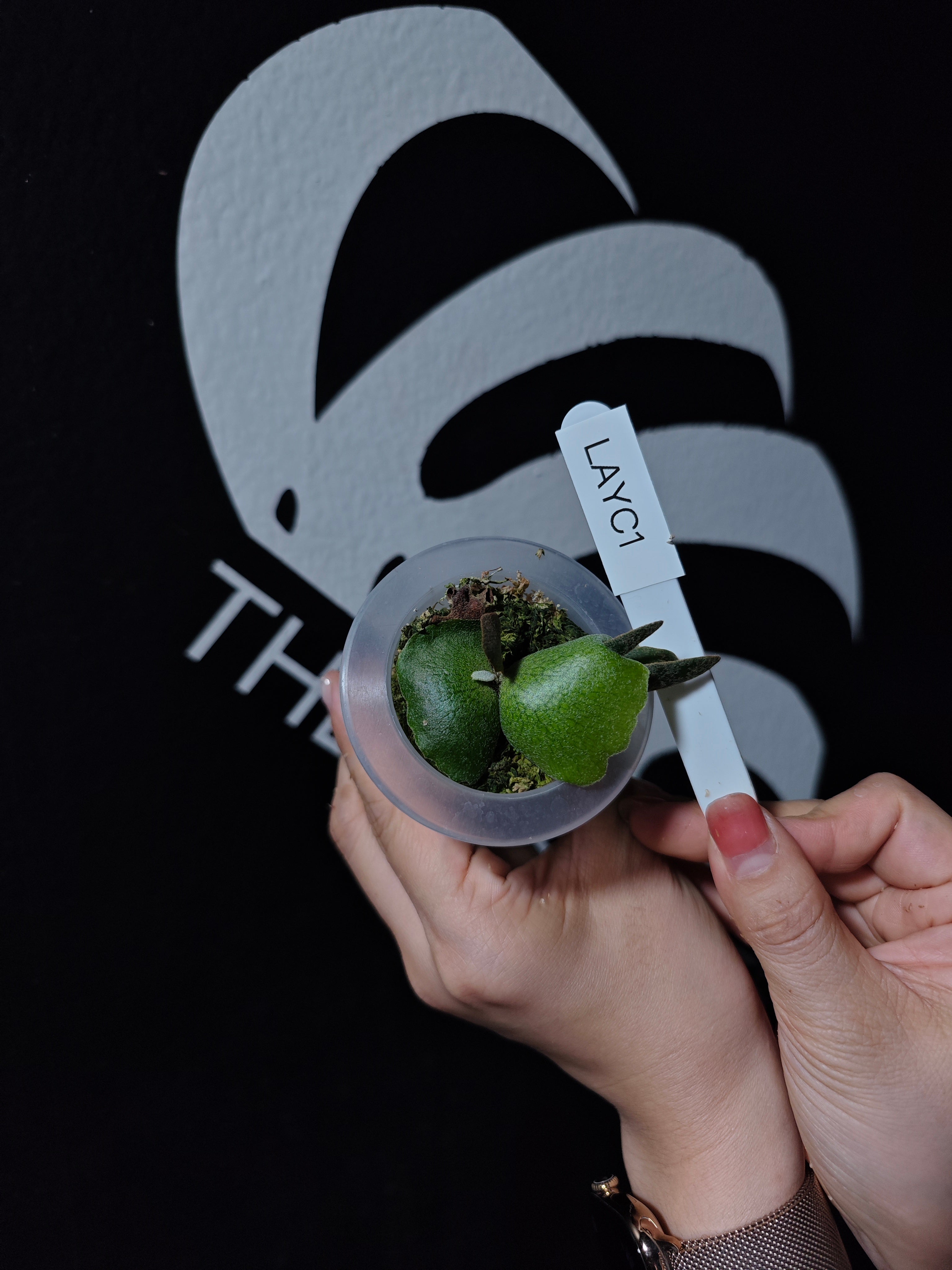 beakです。P.willinckii aysun sporeling beakです。P.willinckii aysun sporeling Platycerium