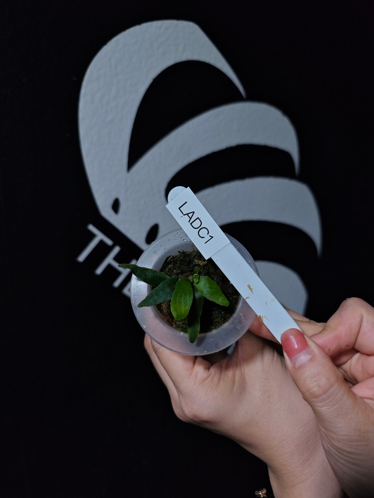 Platycerium Willinckii Asurada Sporeling