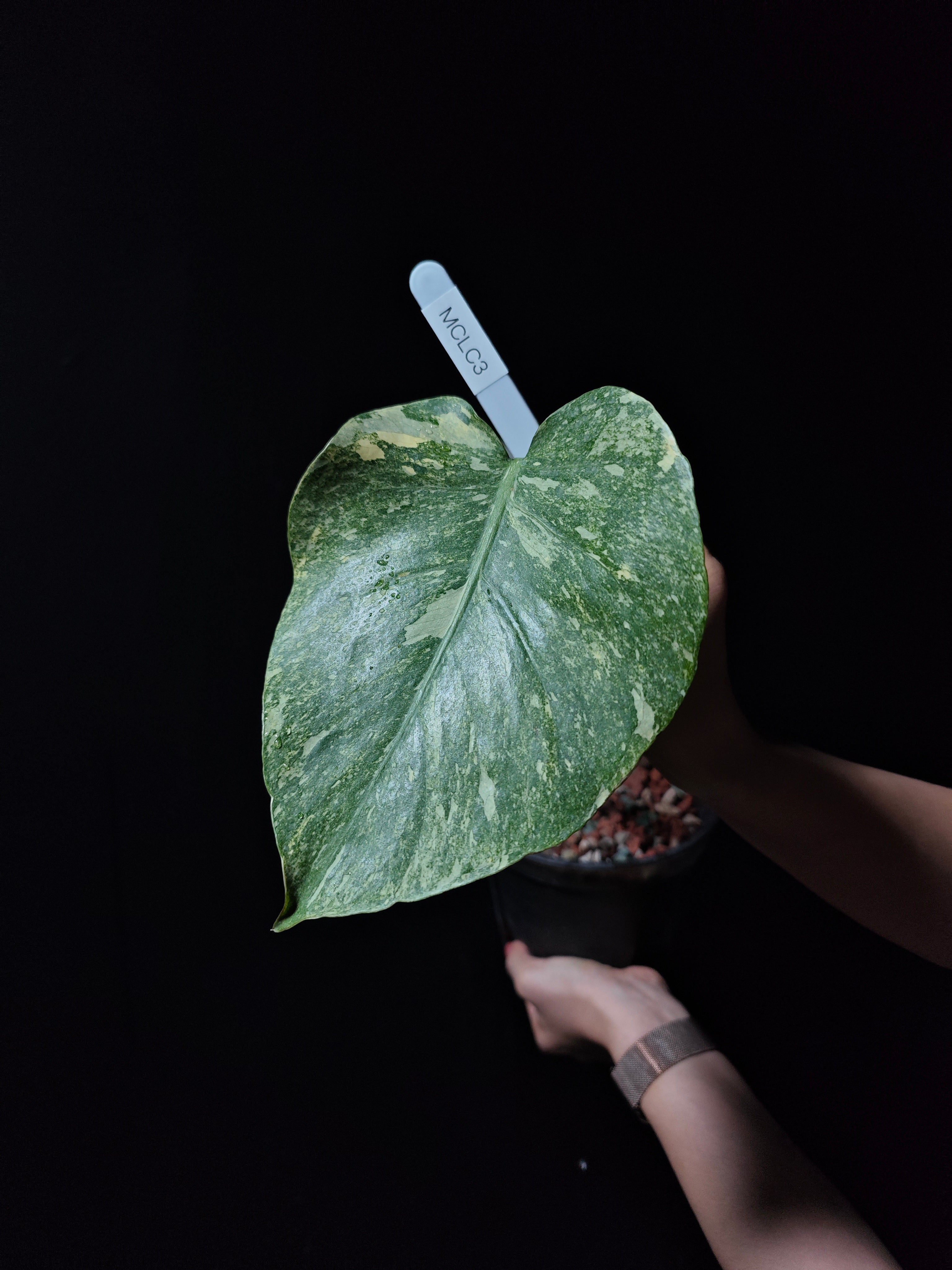 モンステラ・レガシー│Monstera 'Legacy'⑤ モンステラ・レガシー / Monstera deliciosa 'Legacy③ | tokyoplants