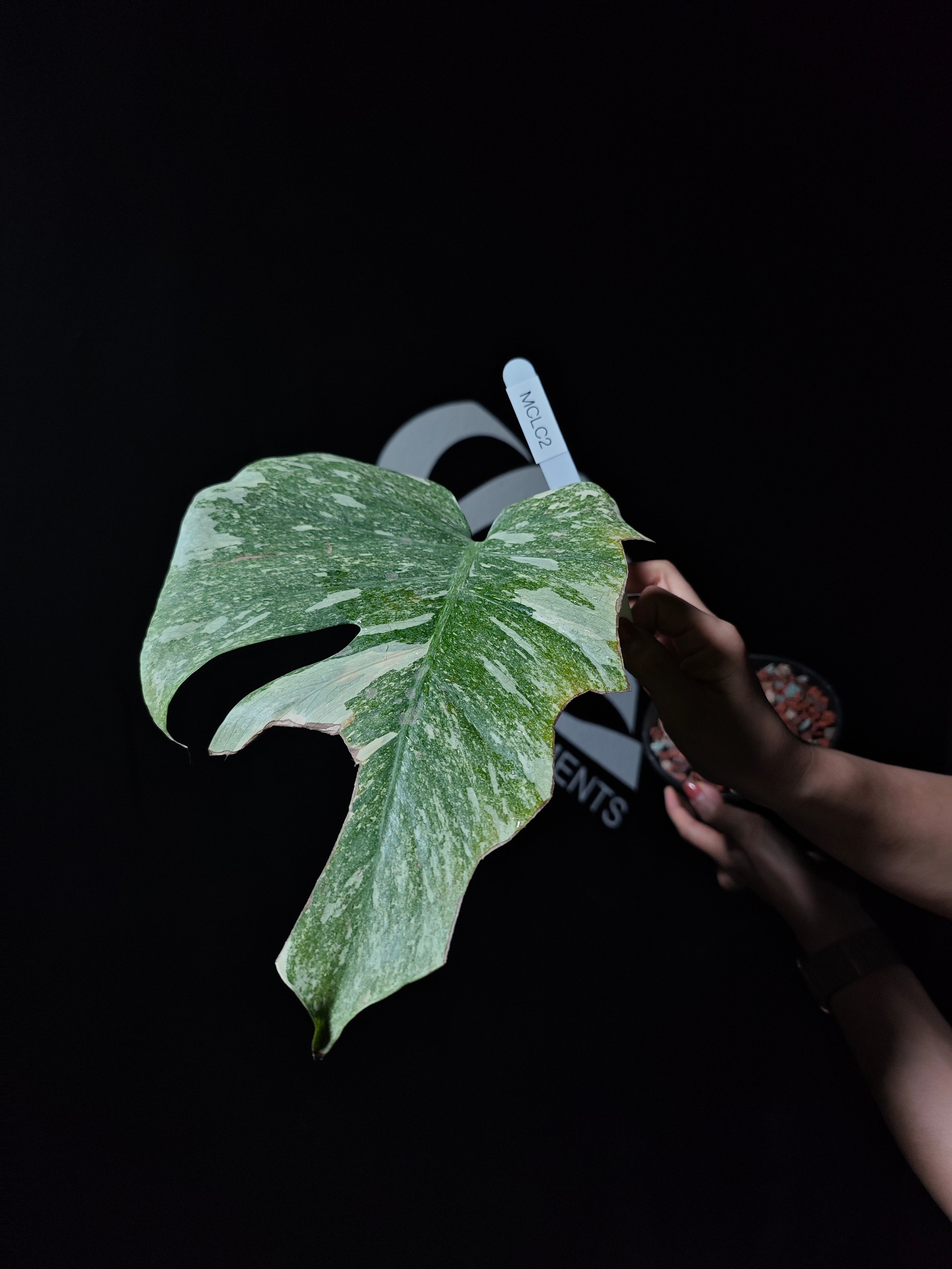 Monstera Legacy - thebasements.com