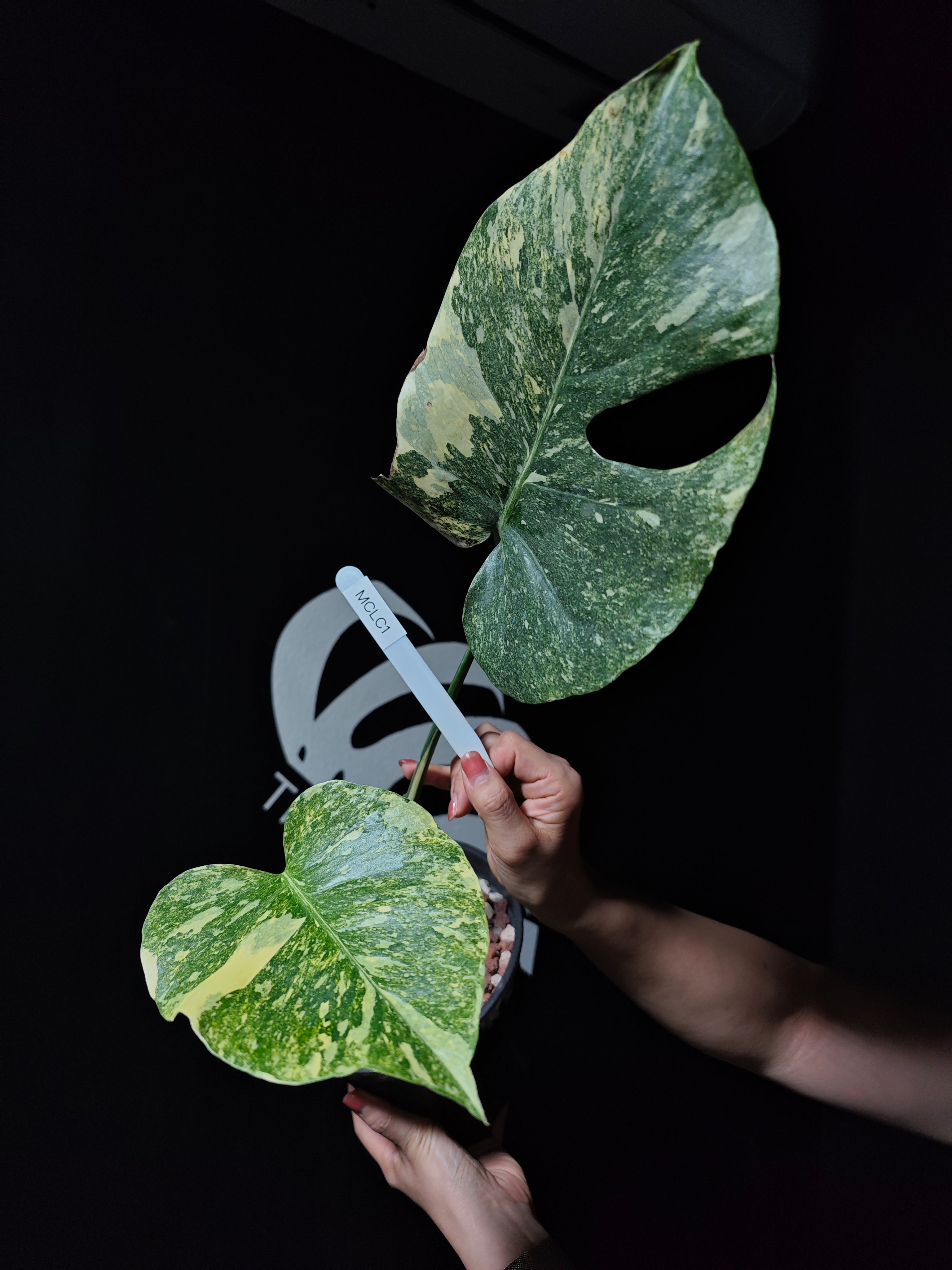 モンステラ・レガシー / Monstera 'Legacy'② モンステラ・レガシー / Monstera 'Legacy' Monstera Deliciosa